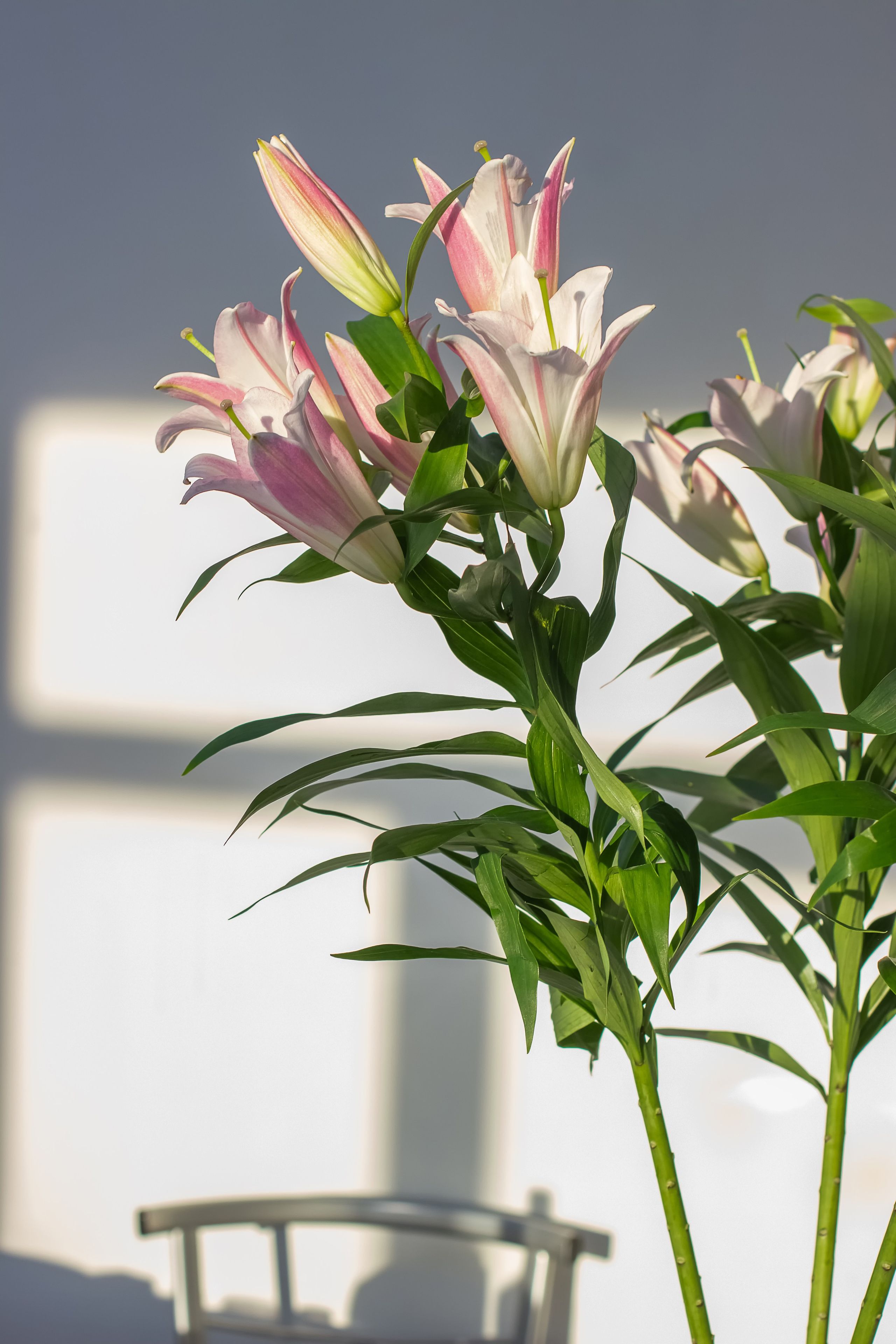 Гендер пати. Фотограф в Томске Евгения Гуляева