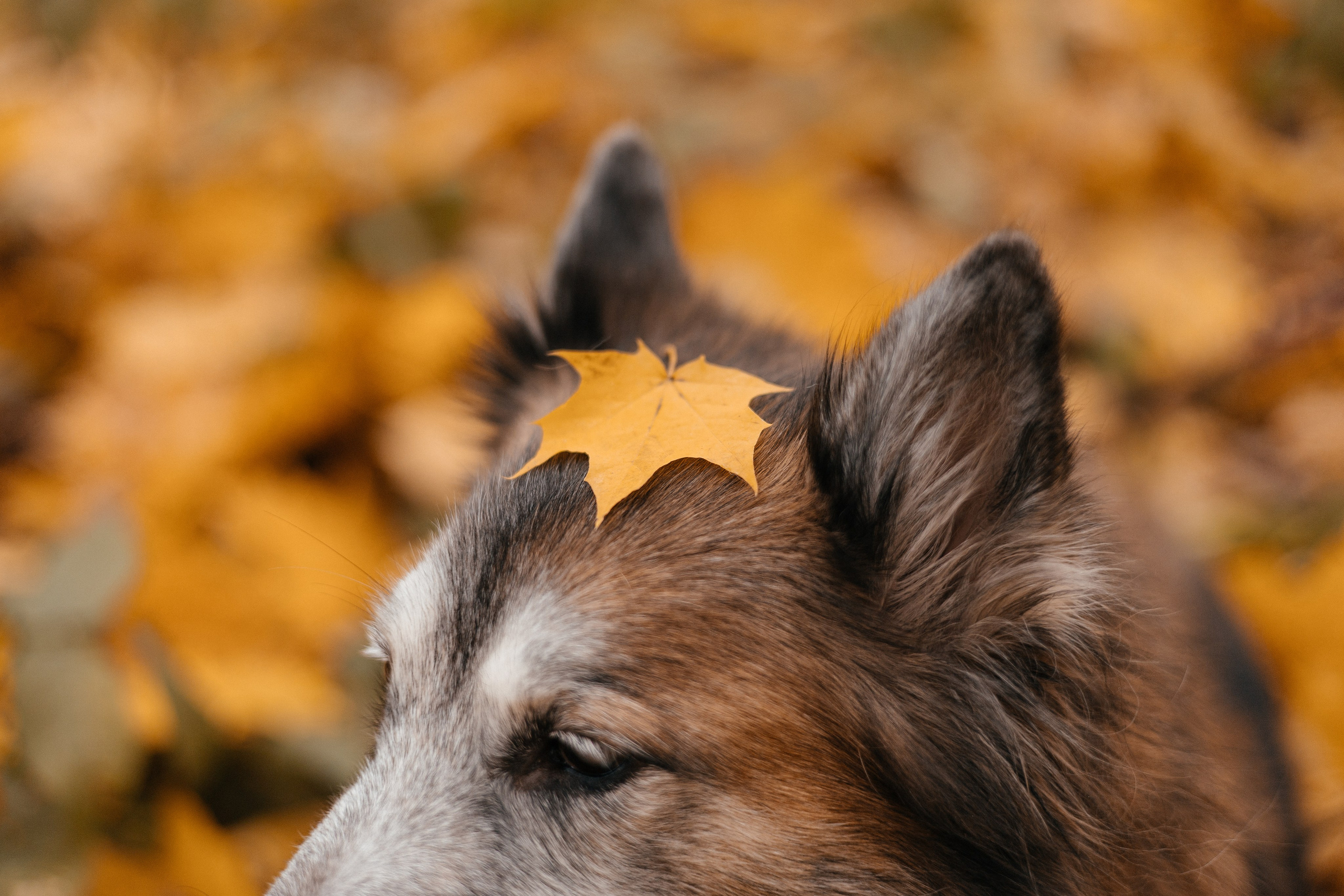 Аня и Ириска. Фотограф Анна Луценко Москва