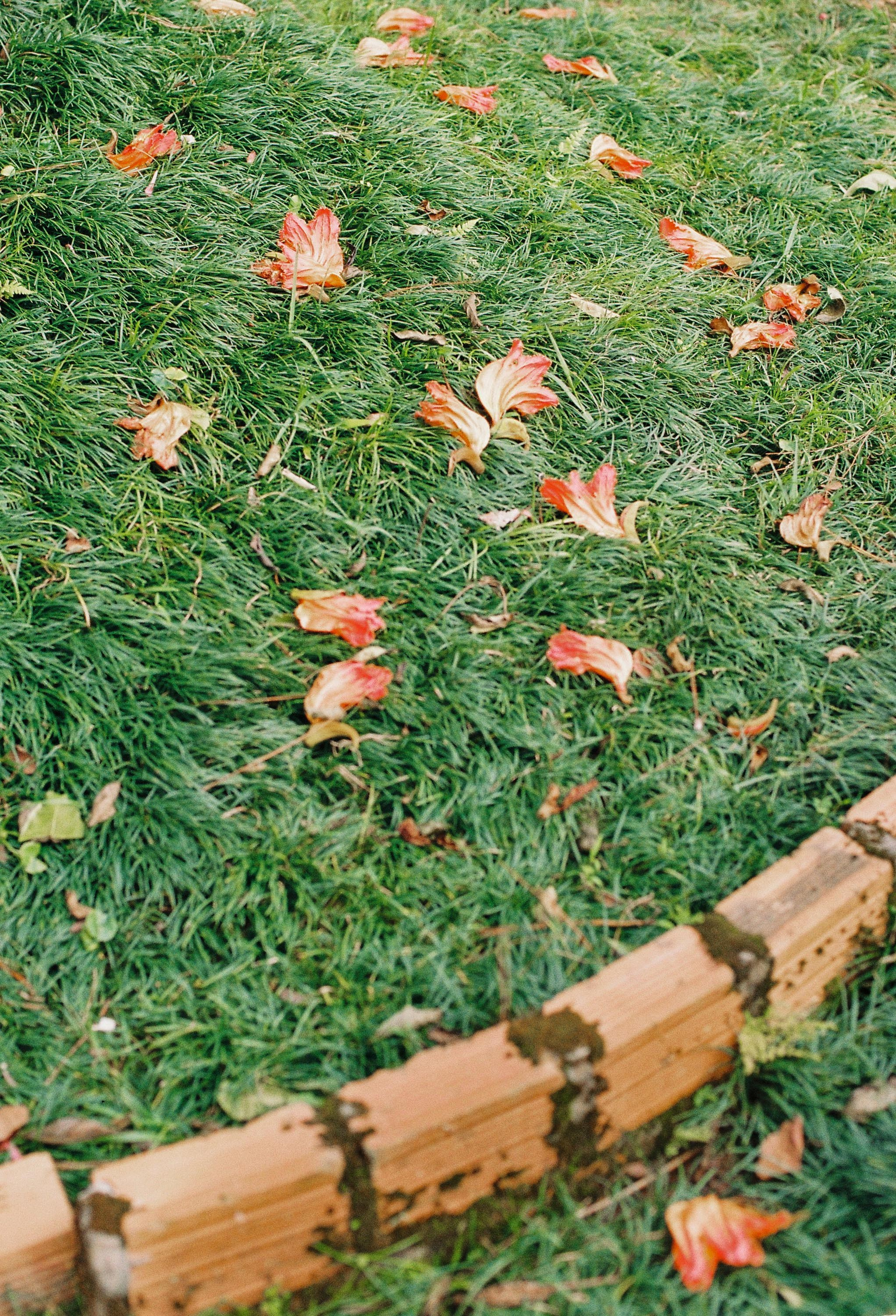 Dalat 2024. Film Photographer in Da Nang, Vietnam — Tanya Parfenteva