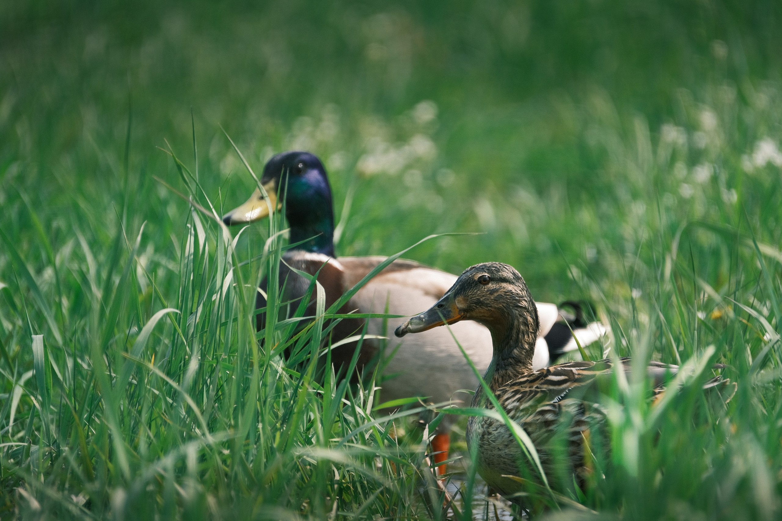 Птицы. Спортивный фотограф в Ростове-на-Дону Сергей Реусин