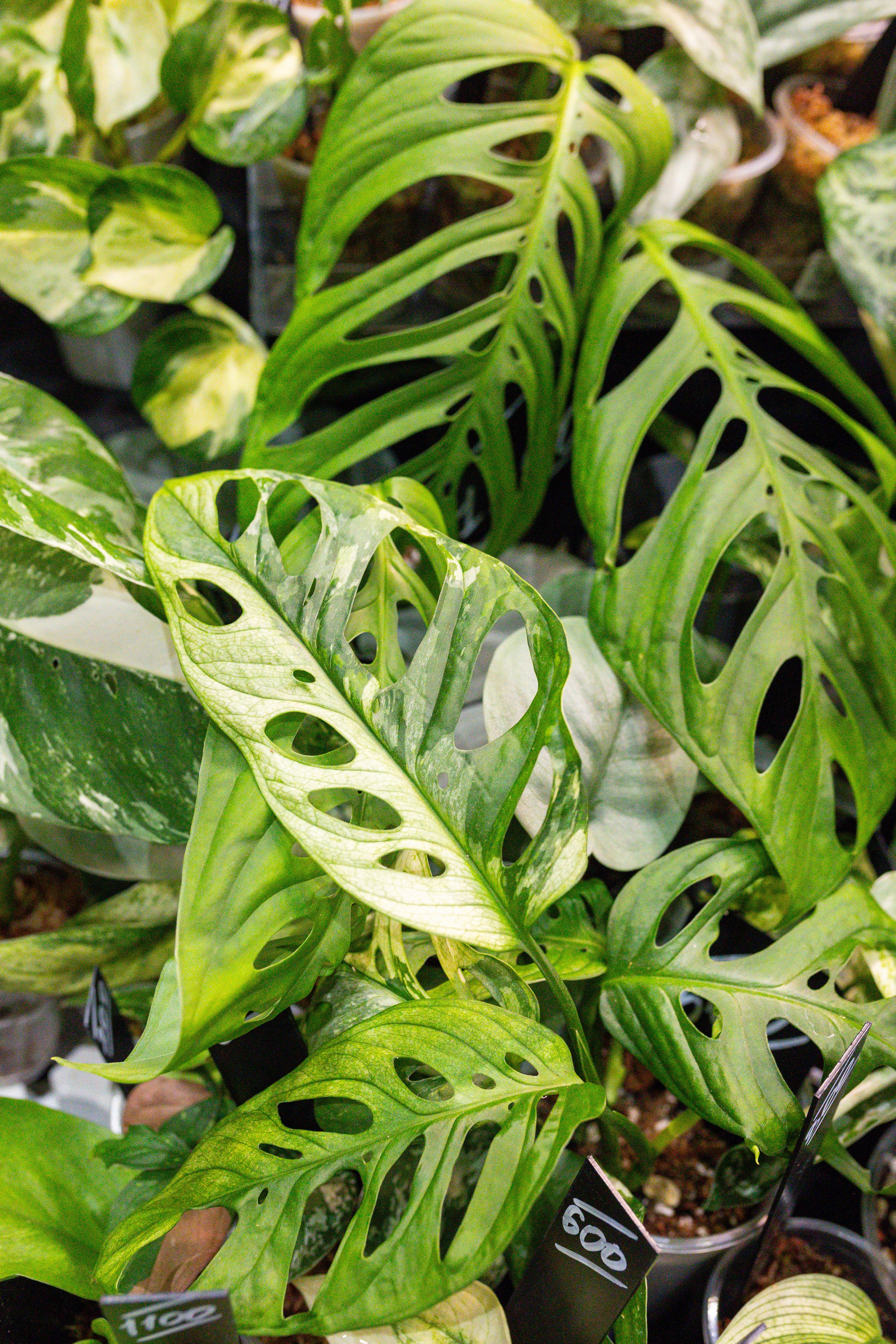 Монстериум 11–12 октября. Александра Куликова фотограф, Москва