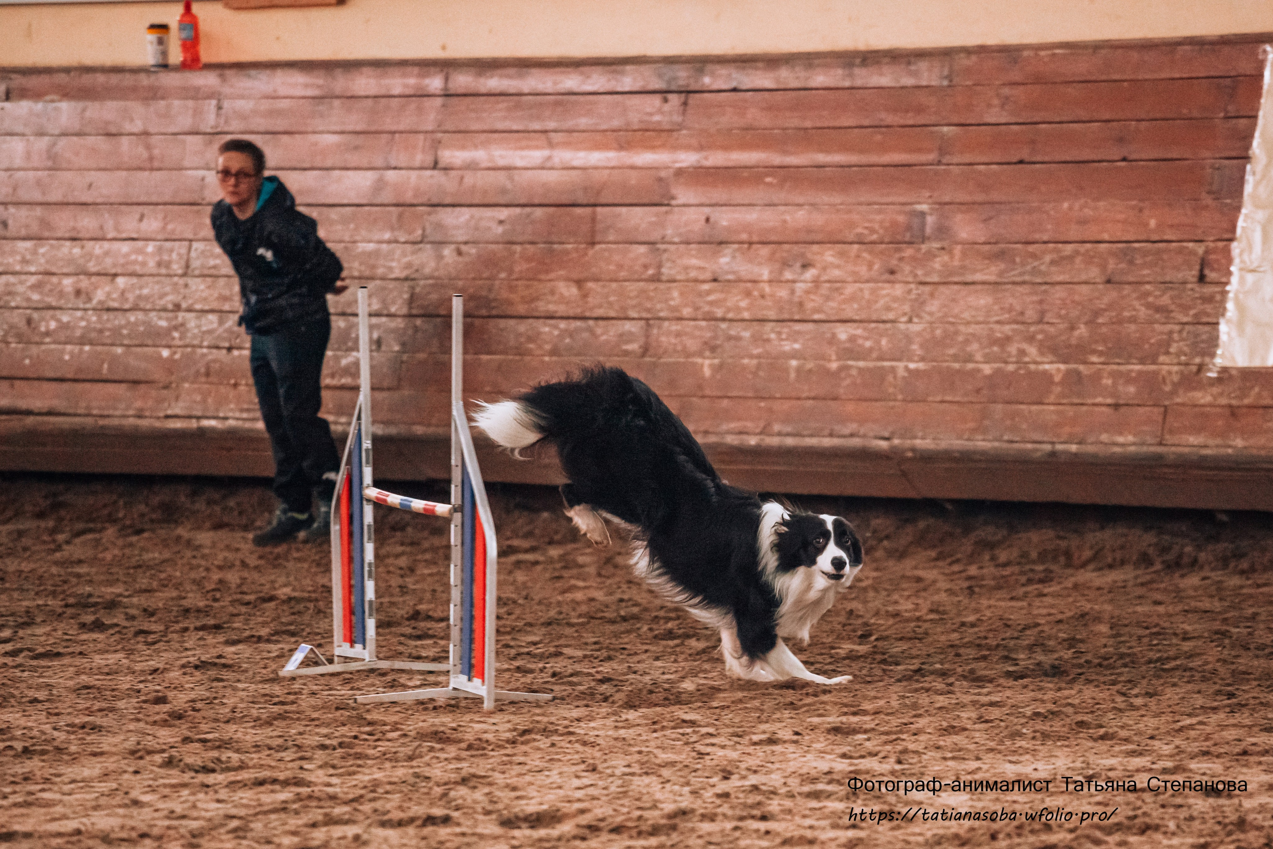 Соревнования по Аджилити 25.02.2024. Фотограф-анималист Татьяна Степанова