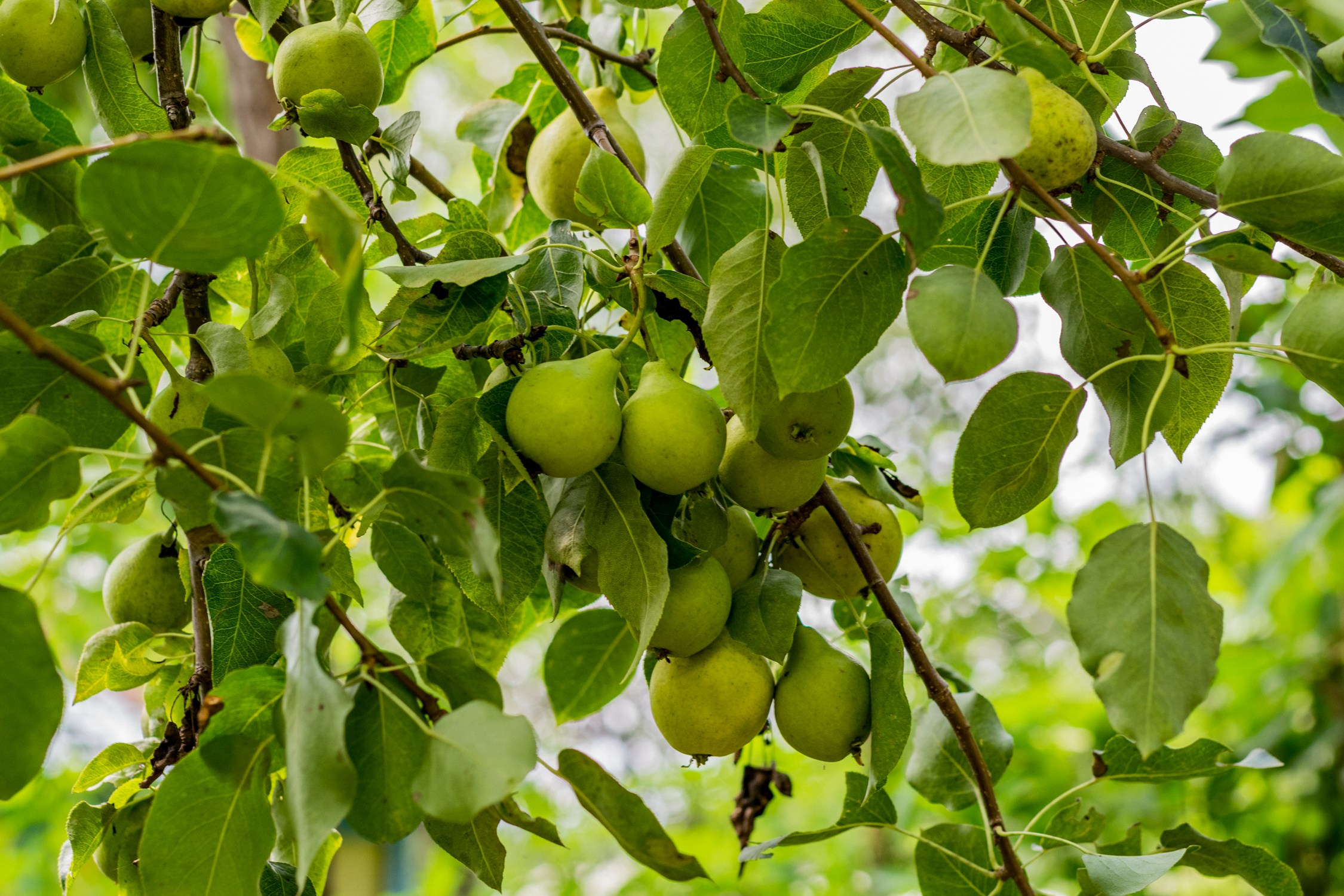 Антон Курдюмов фотограф в Хабаровске Рина Курдюмова фото27 foto27 Антон Дорофеев репортажный репортаж документалист Тони и Рина фотосоздатели Виноградники Хехцир 2024 Хабаровск виноград дикий фермер фермерство дачный сезон