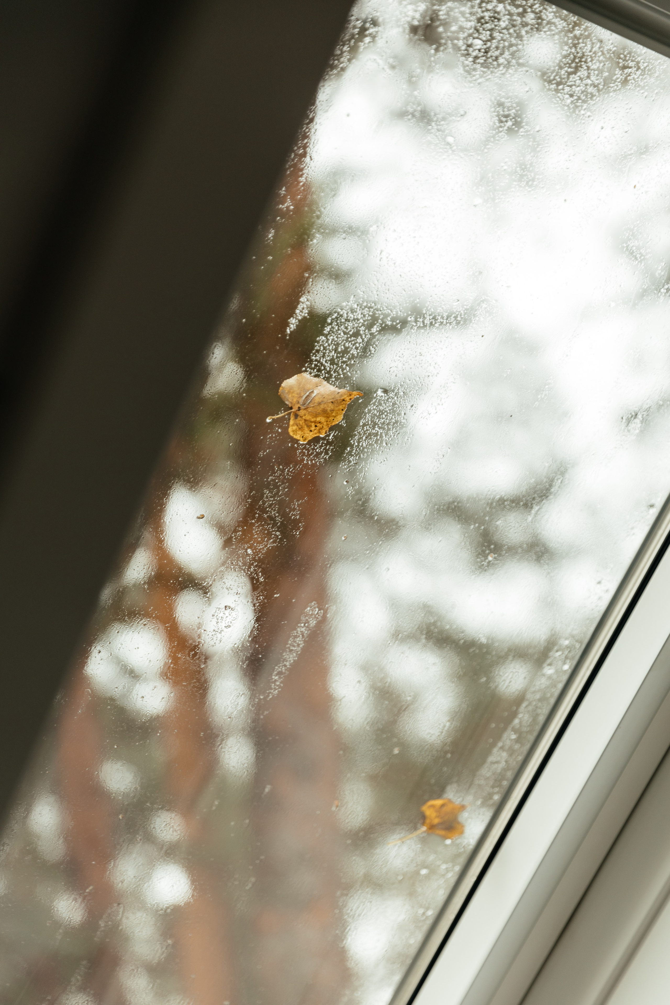 Даня и Саша | Pine River. Свадебный фотограф Ангелина Зотова | Обнинск, Москва, Калуга