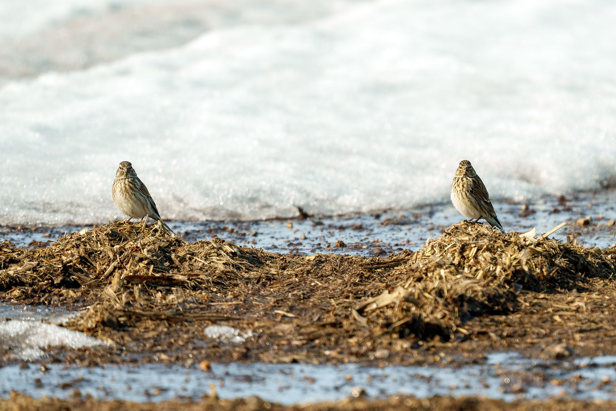 Удивительные мир птиц. Вокруг нас столько прекрасного — присмотритесь!. Ваш личный фотограф Марина Волкова