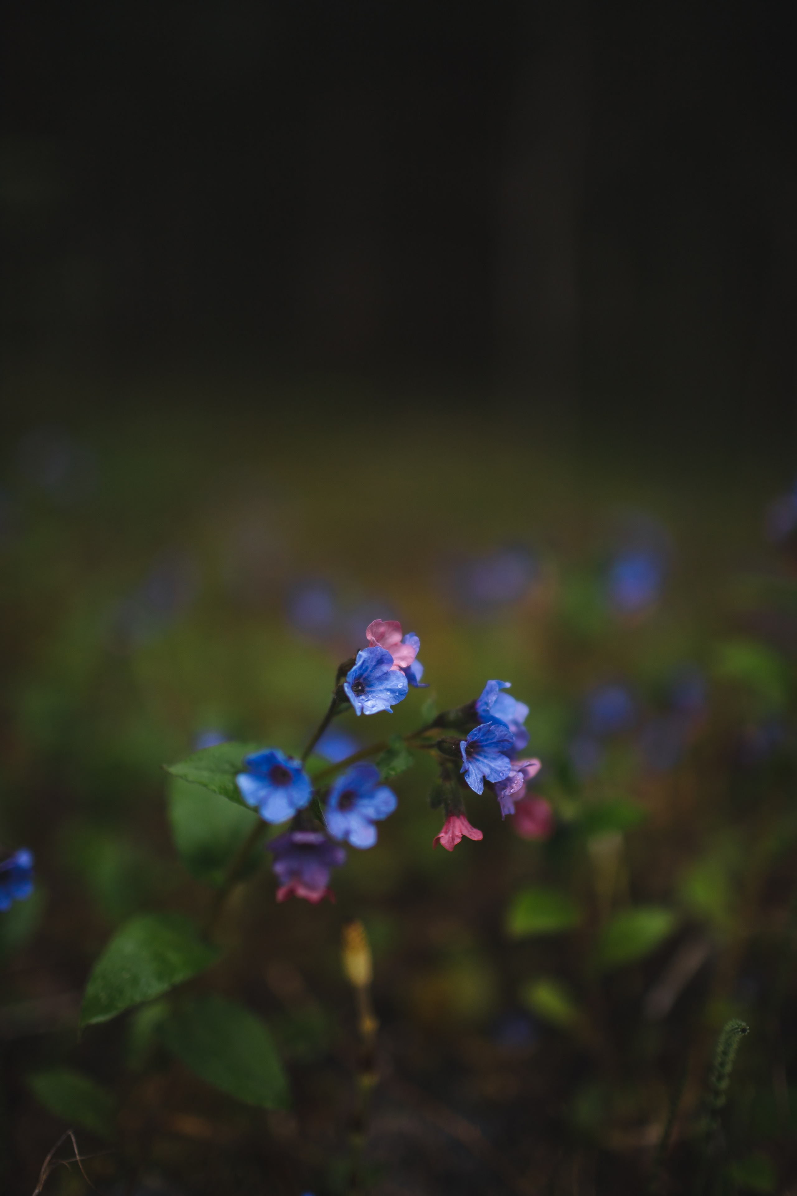 ПРИРОДА. Фотограф Александр Бормотин