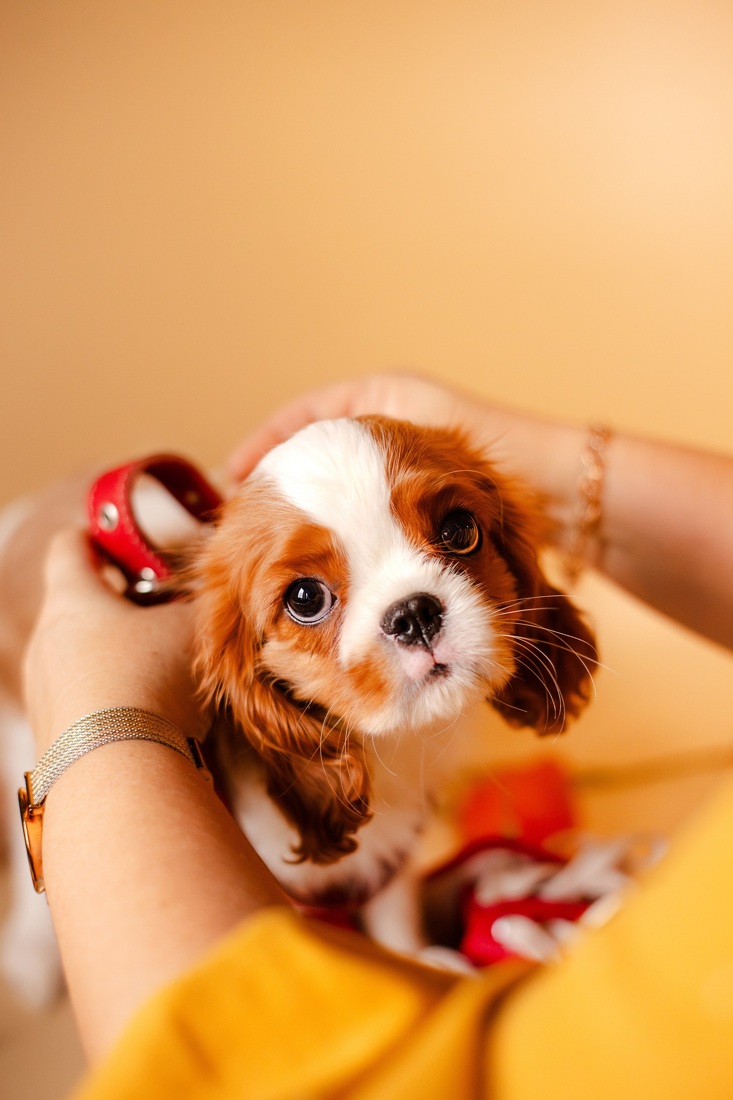Жанна и кавалеры. Фотограф-анималист Мария Баркевич | Москва