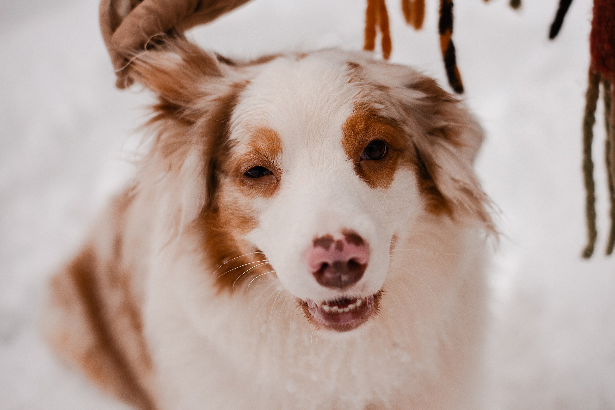 Юля и Ума. Фотограф-анималист Мария Баркевич | Москва