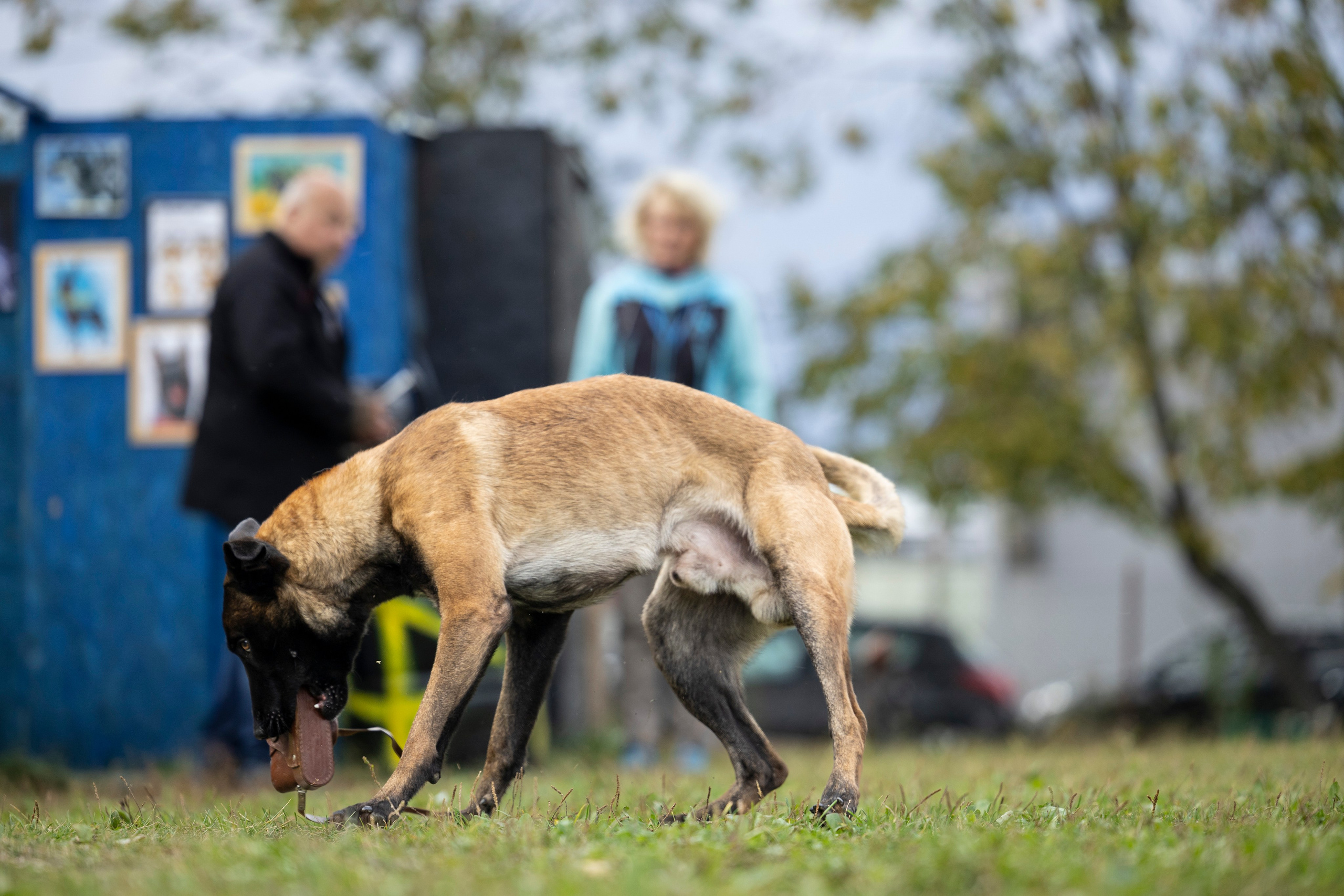 Испытания по Мондьорингу г. Пушкин. Фотограф-анималист Анна Маринич