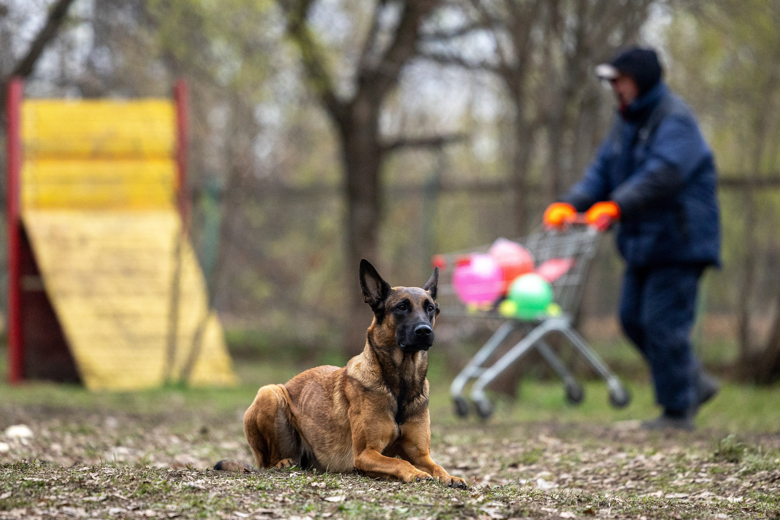 Квалификационные состязания по мондьорингу г. Вологда 11.05.24. Фотограф-анималист Анна Маринич