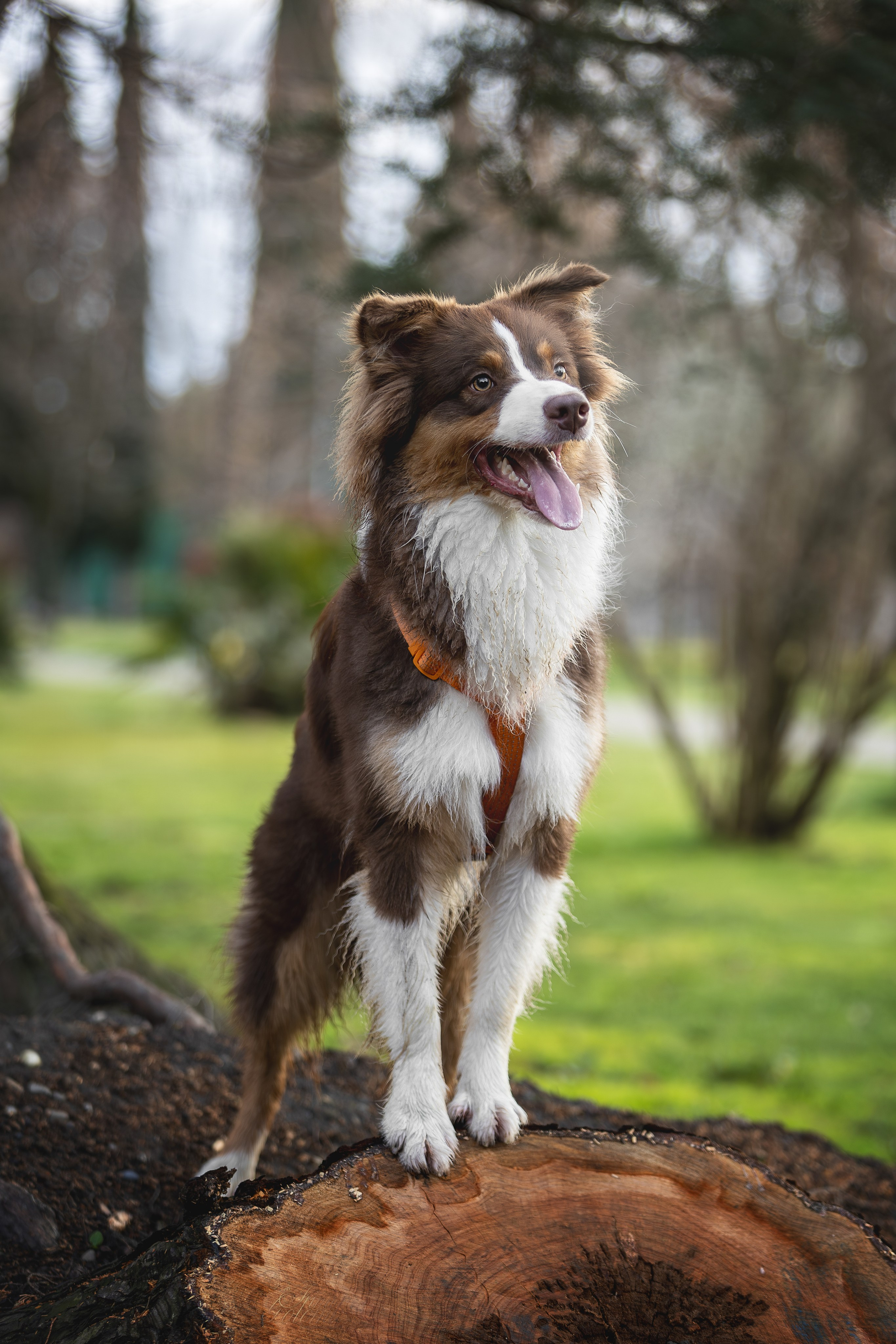 Бадди, Австралийская Овчарка. Ирина Голомб|Фотограф-анималист в  Сочи и Калининграде