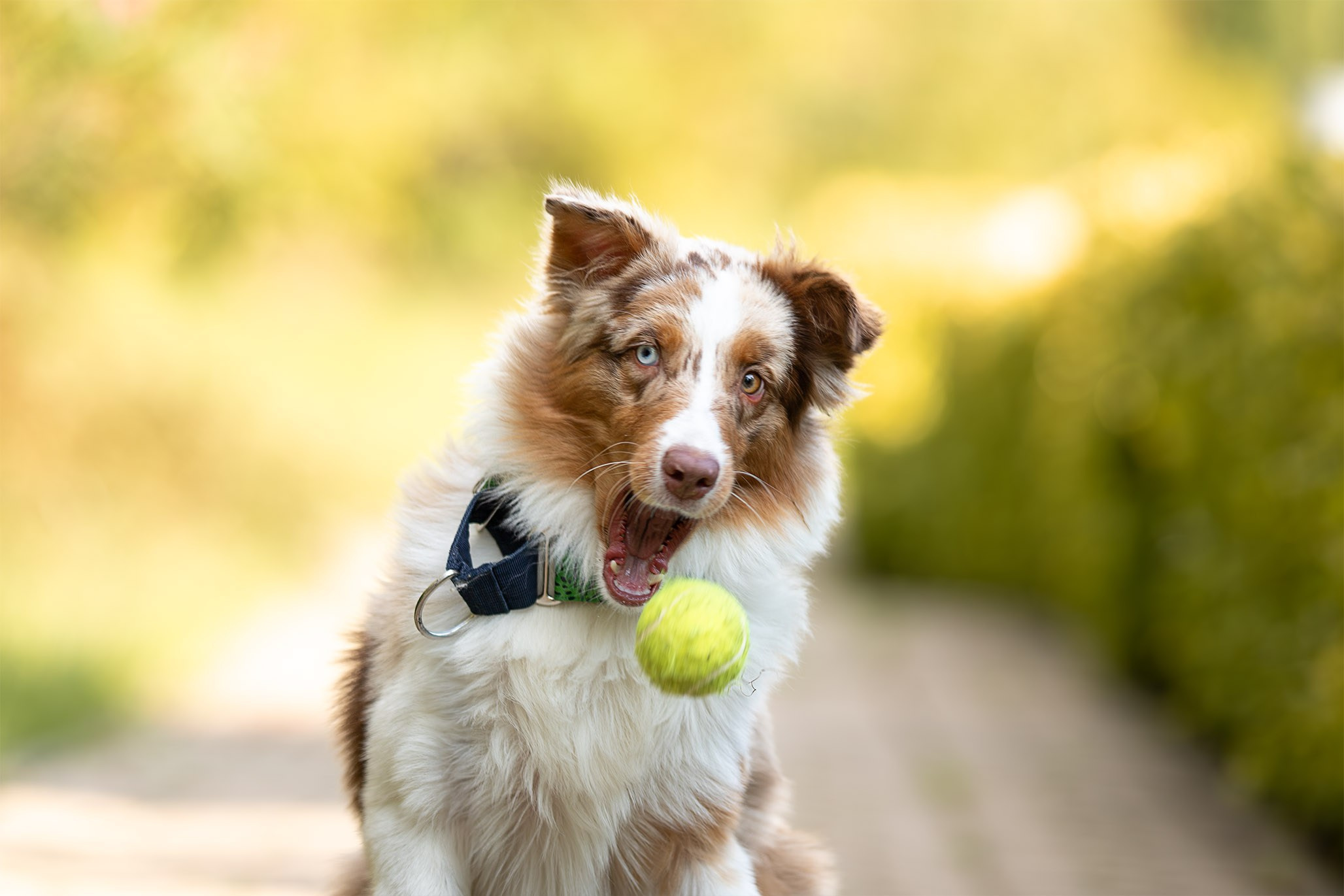 Шерри, Австралийская Овчарка. Ирина Голомб|Фотограф-анималист в  Сочи и Калининграде