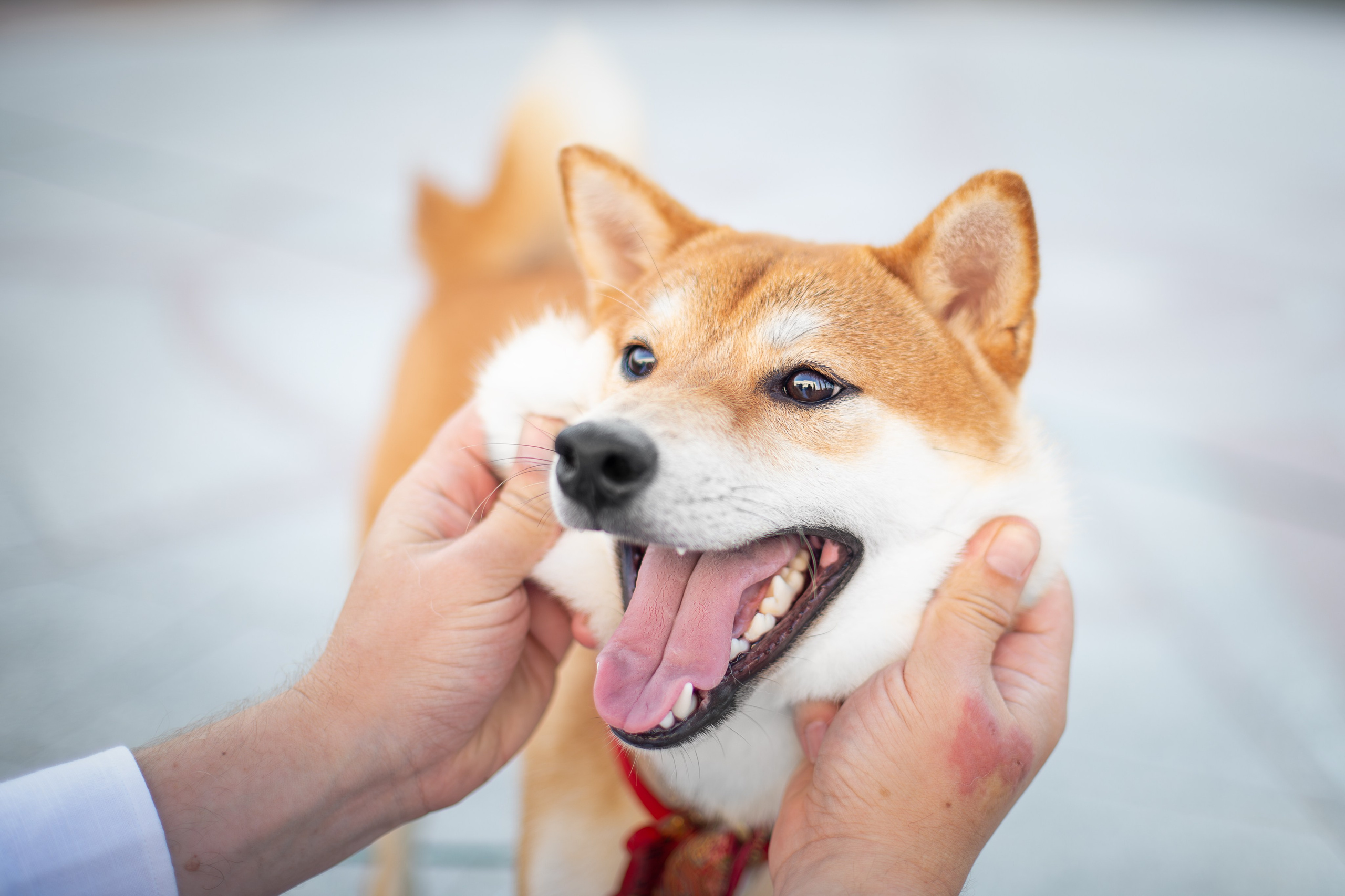 Митсоу, Сиба-Ину. Ирина Голомб|Фотограф-анималист в  Сочи и Калининграде