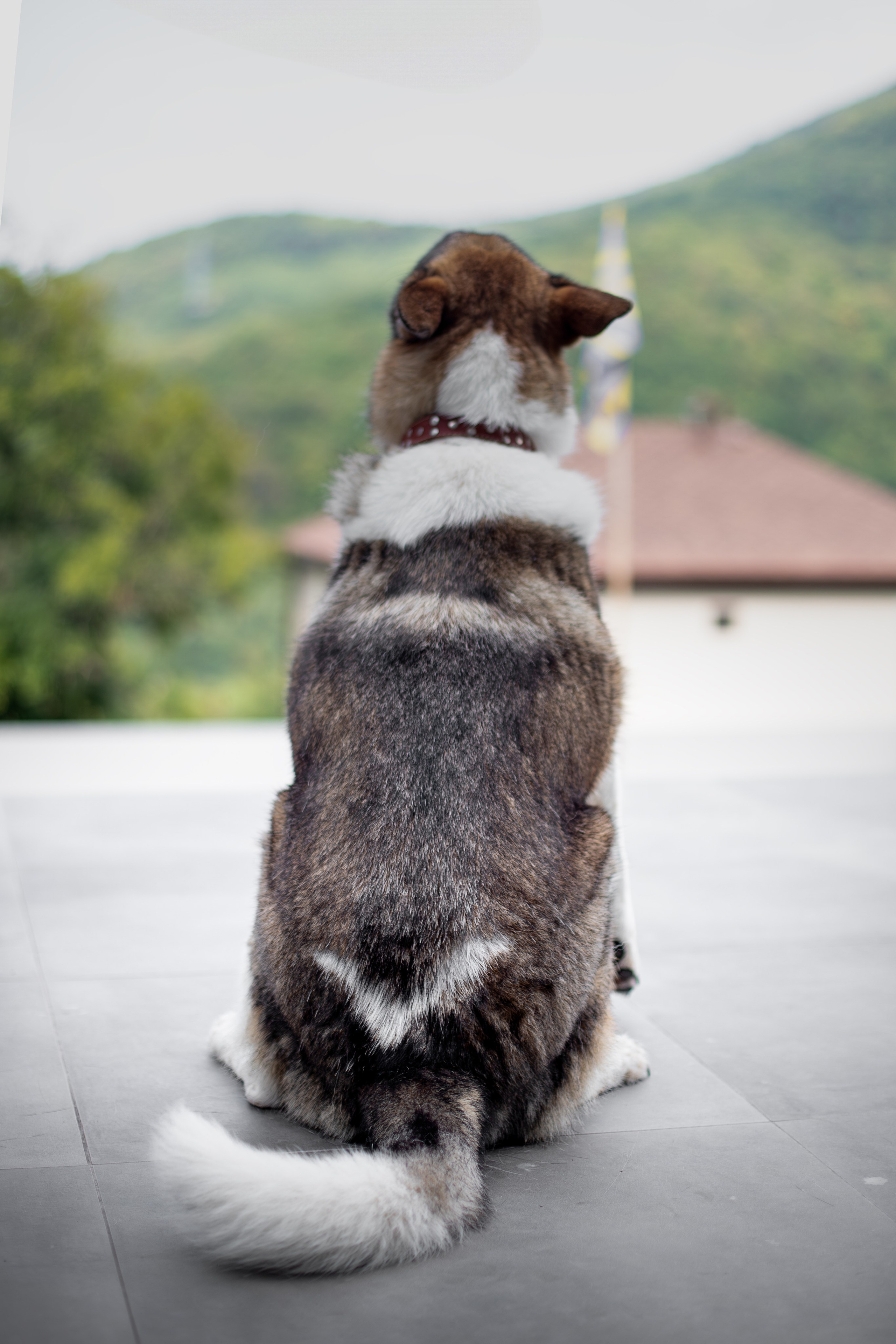 Мини-приют «Возрождение». Ирина Голомб|Фотограф-анималист в  Сочи и Калининграде