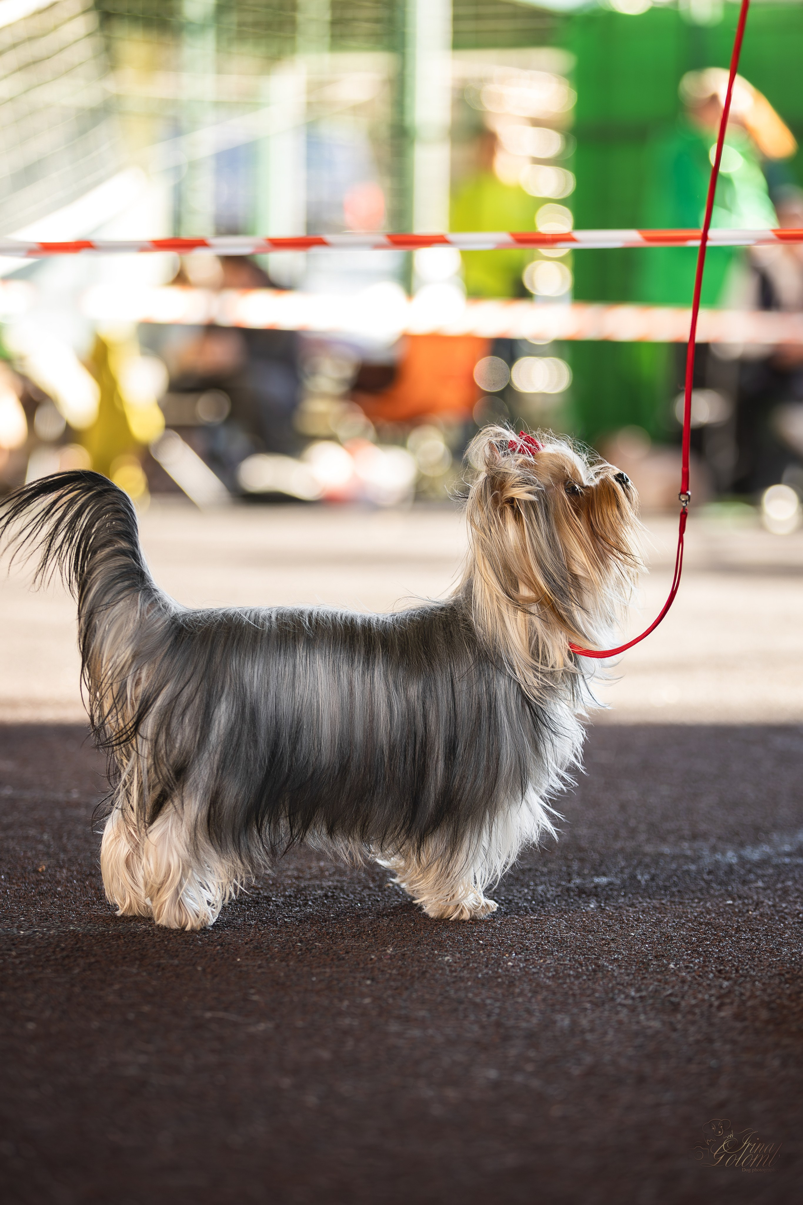Выставка 25.02.2024. Ирина Голомб|Фотограф-анималист в  Сочи и Калининграде