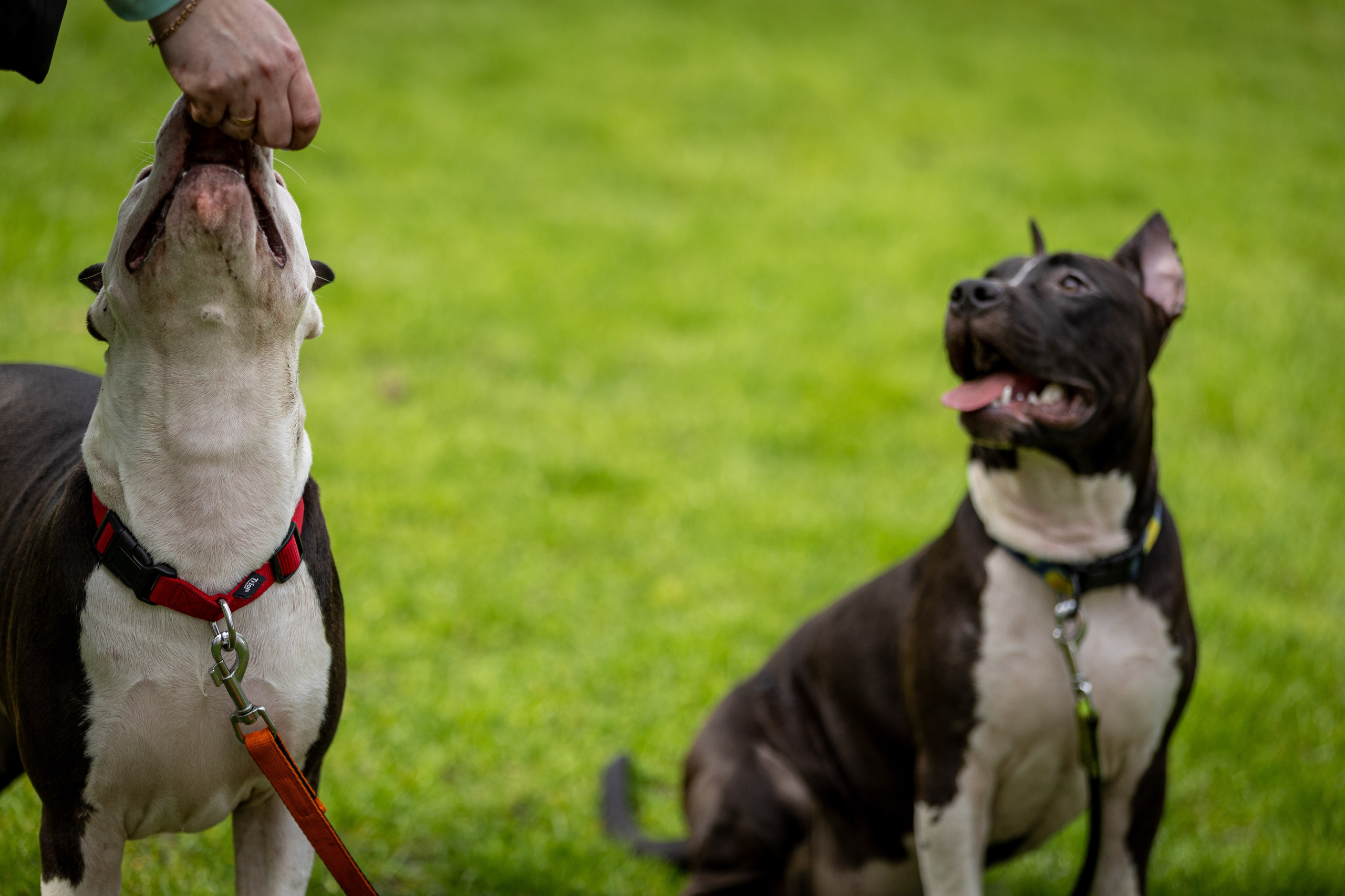 Афина и Мора, Стаффорды. Ирина Голомб|Фотограф-анималист в  Сочи и Калининграде