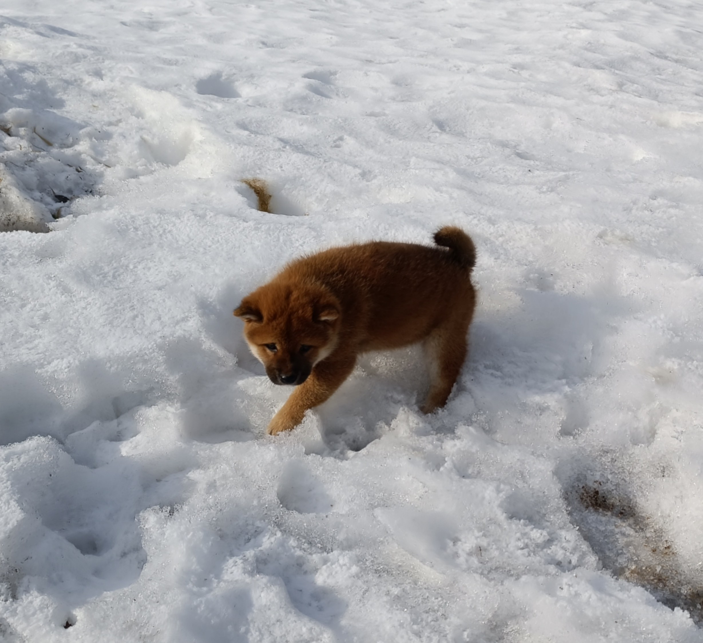 Сиба Rubylight Ellis питомник Рубилайт 