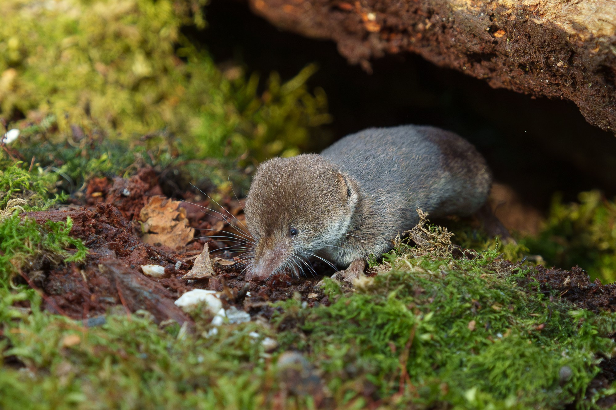 Животные. Ваш личный фотограф Марина Волкова