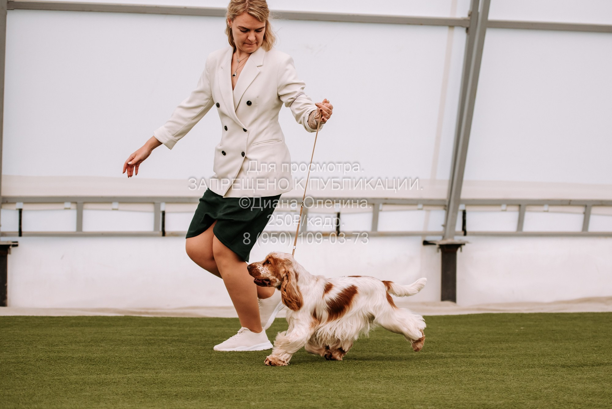 Выставка собак Красноярск 2.06. Фотограф Диана Оленина Красноярск / Братск