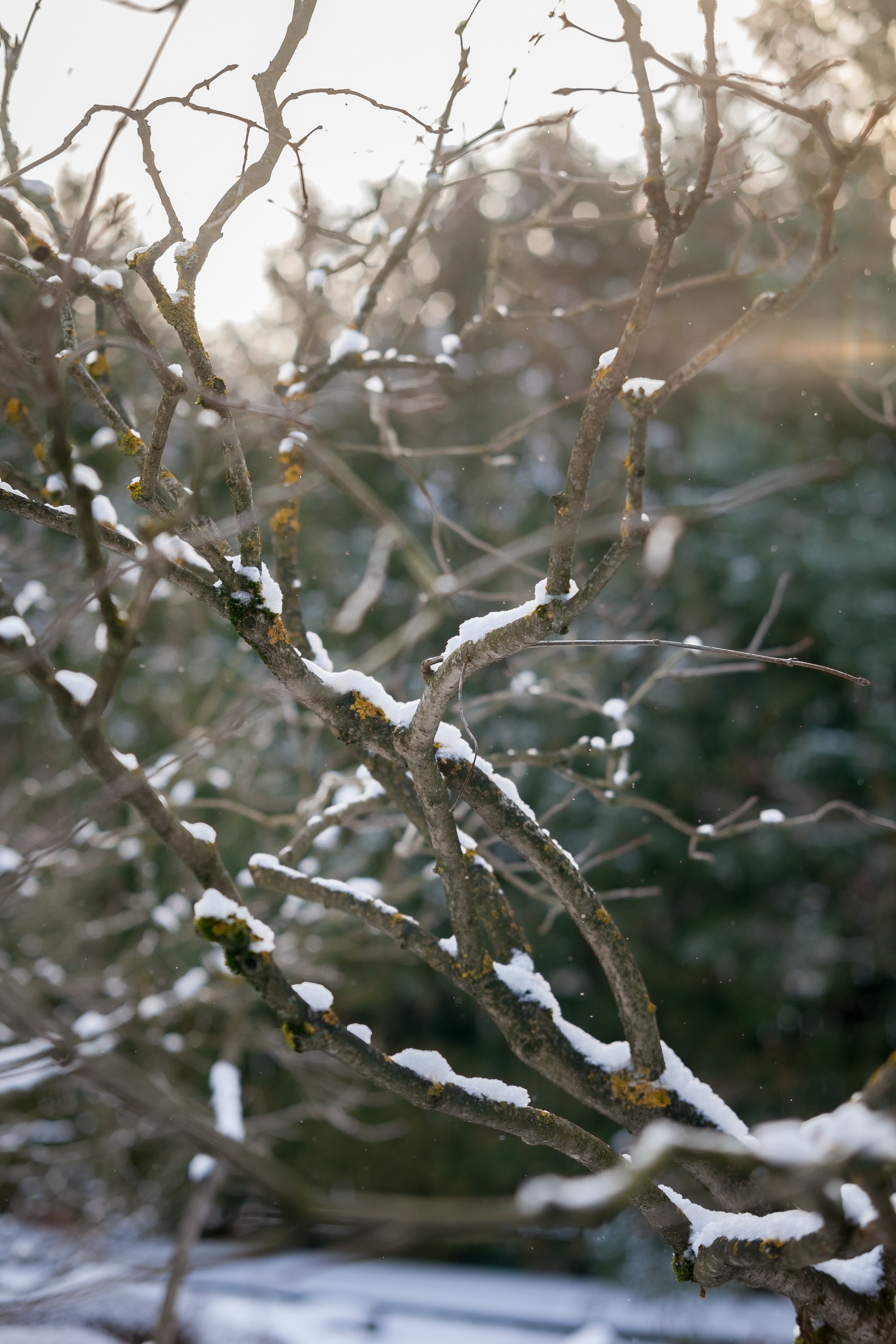 Спящий сад, Елены Асташкиной. Туманов Виталий — фотограф Москва