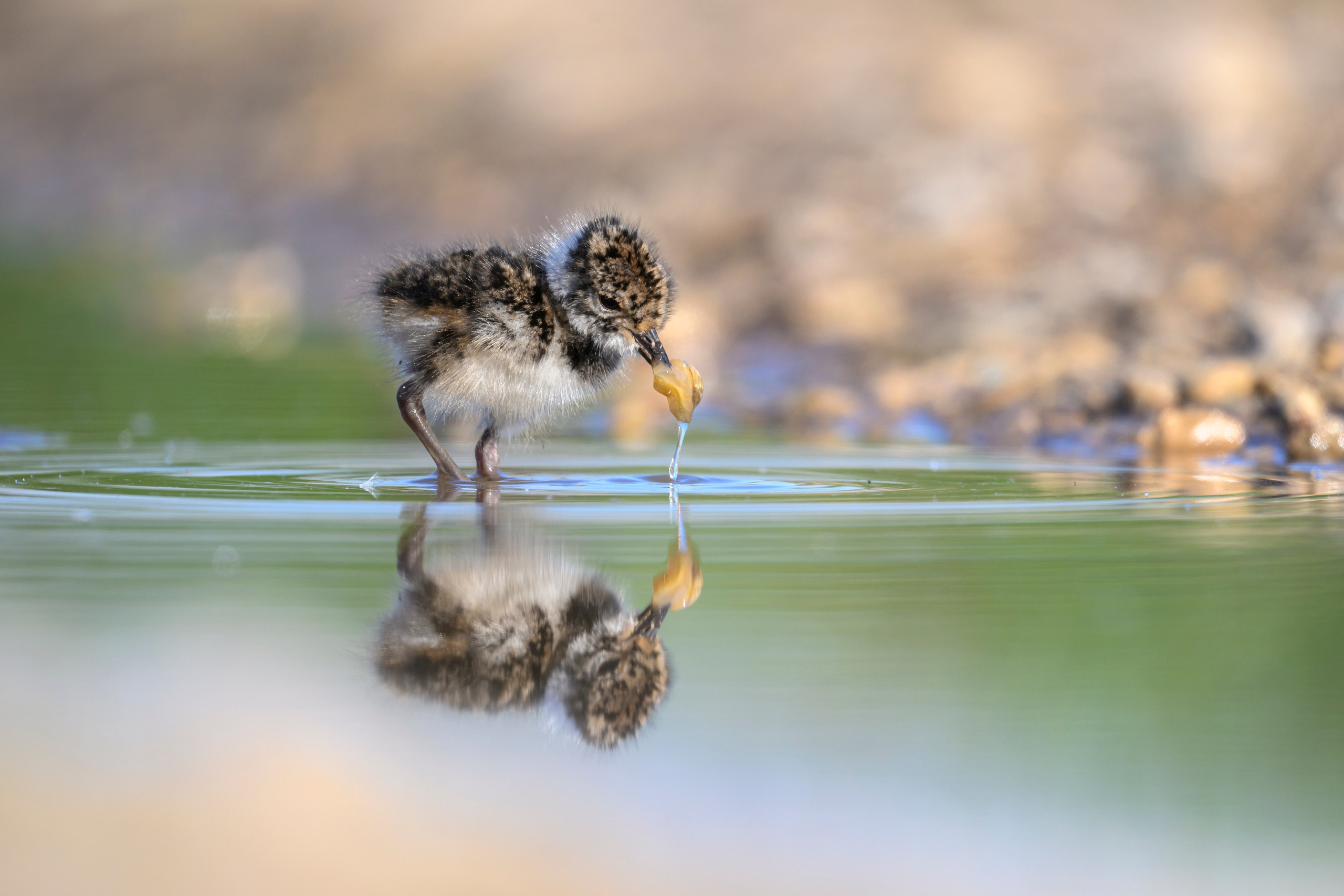 Чибисята. Wildlife photography by Sergey Puponin