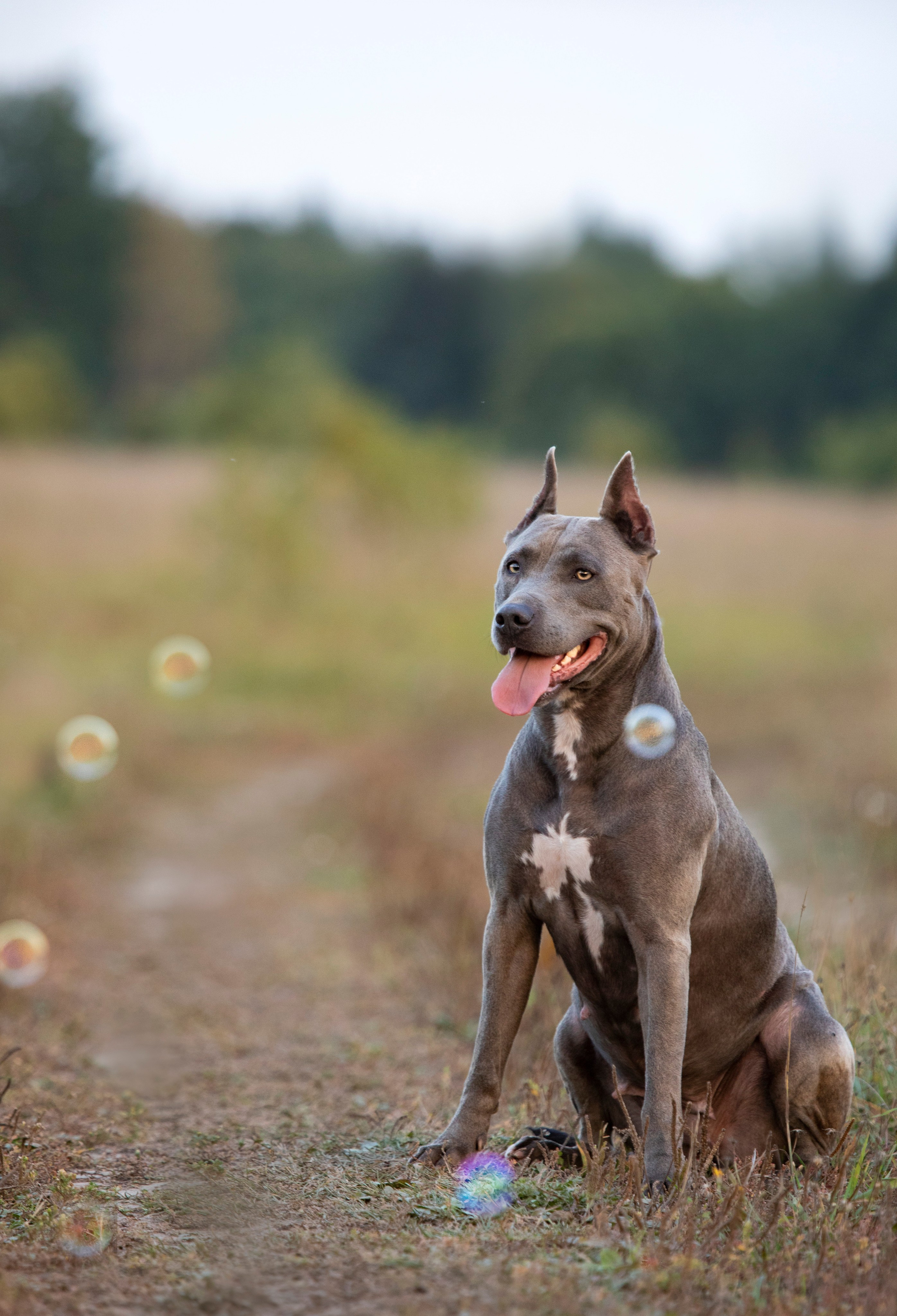 Прогулочные фотосъёмки лес, поле. Фотограф-анималист Павлова Любовь