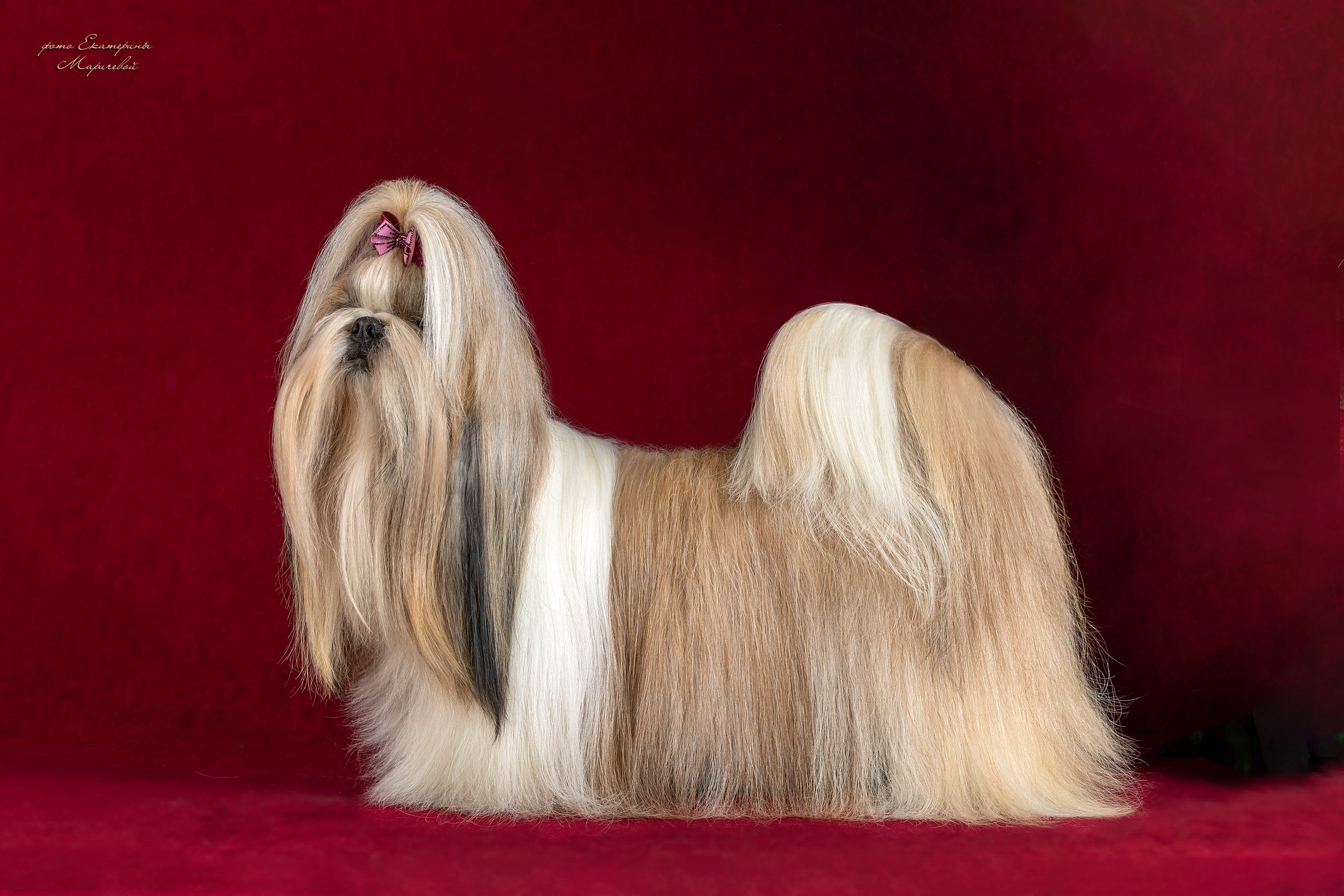 Стендовая съёмка на выставках собак. Фотограф-анималист в Омске Екатерина Маричева