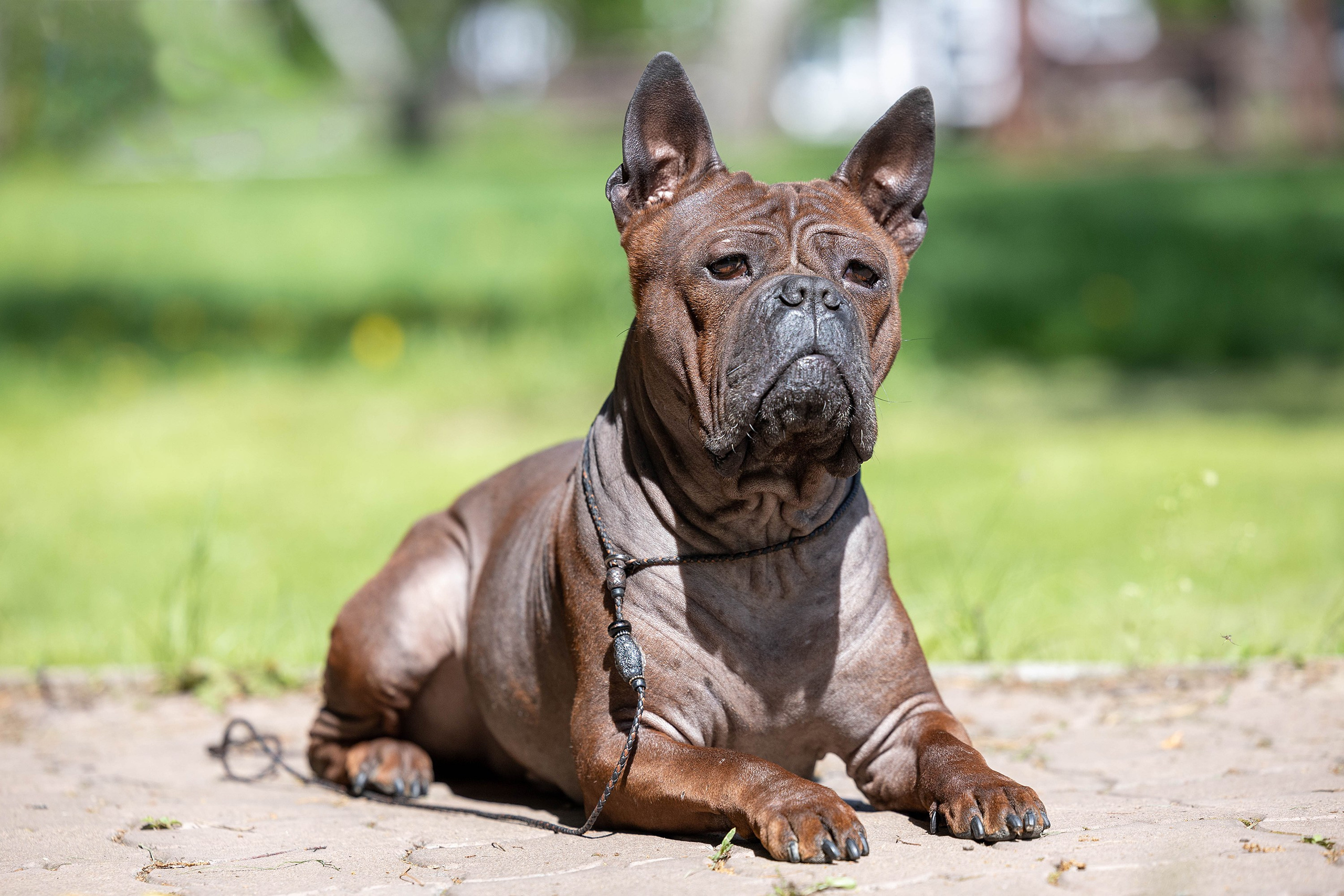 Заринговая съёмка на выставках собак. Фотограф-анималист в Омске Екатерина Маричева