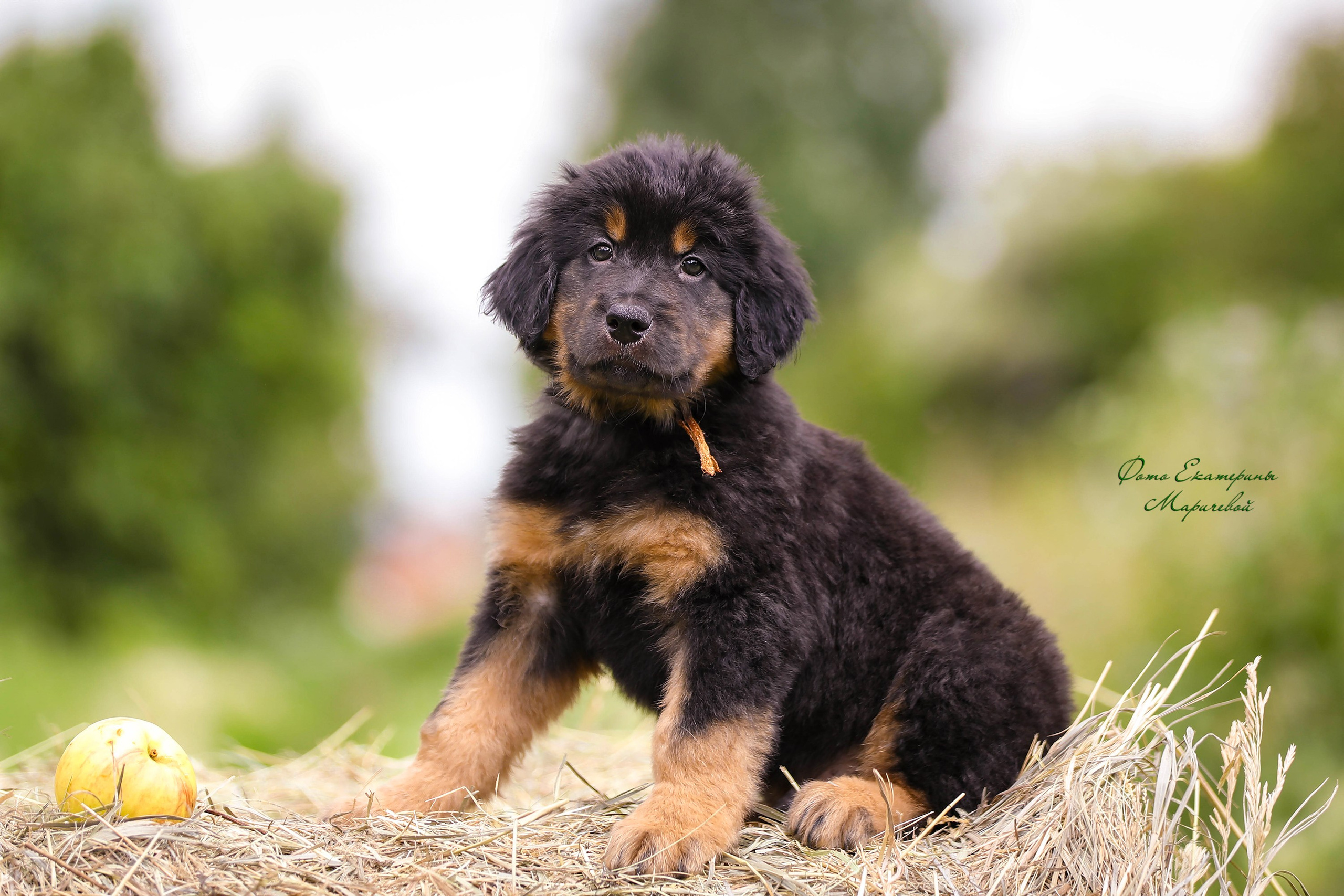 Выездная съёмка с естественным светом. Фотограф-анималист в Омске Екатерина Маричева