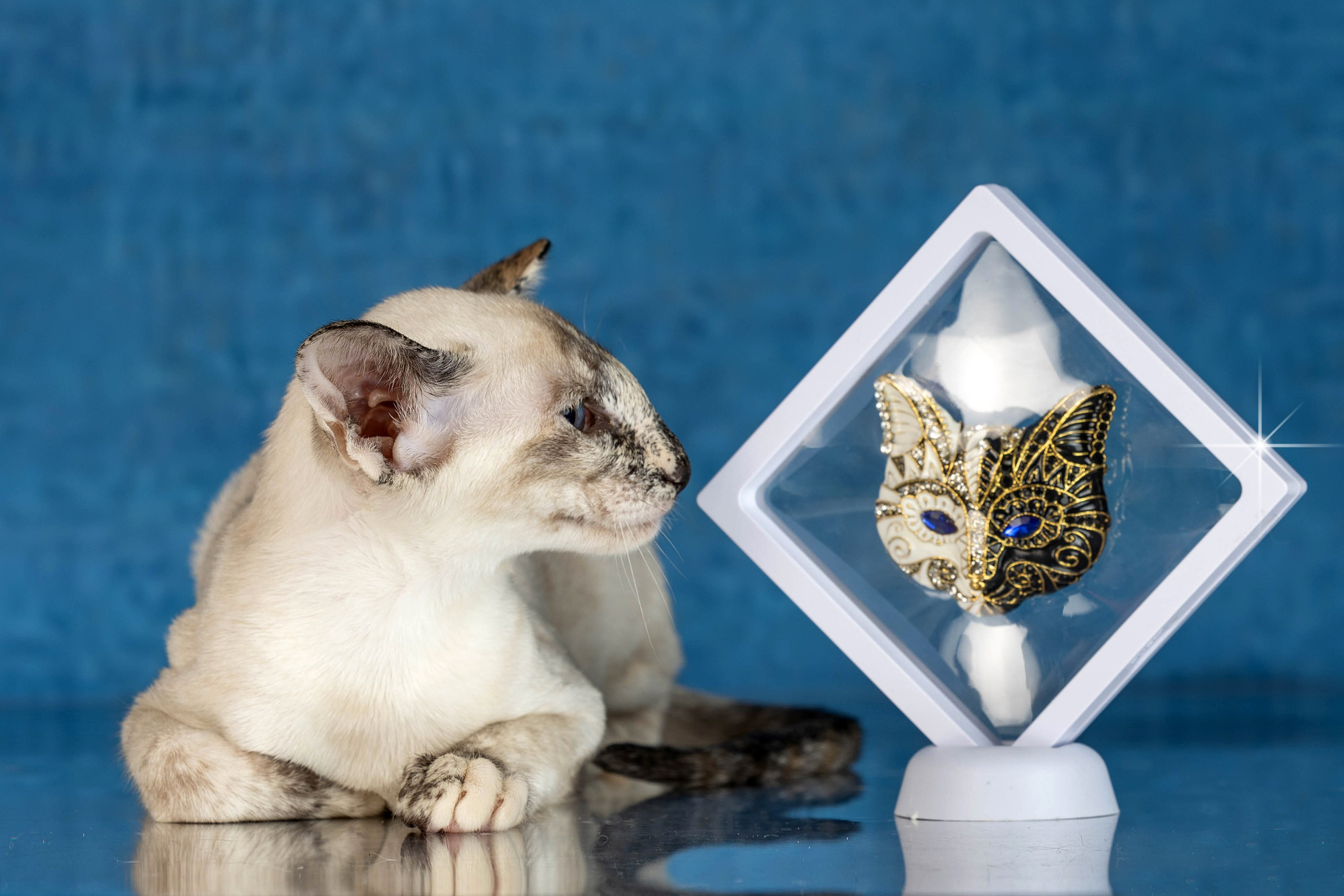 Стендовая съёмка на выставках кошек. Фотограф-анималист в Омске Екатерина Маричева