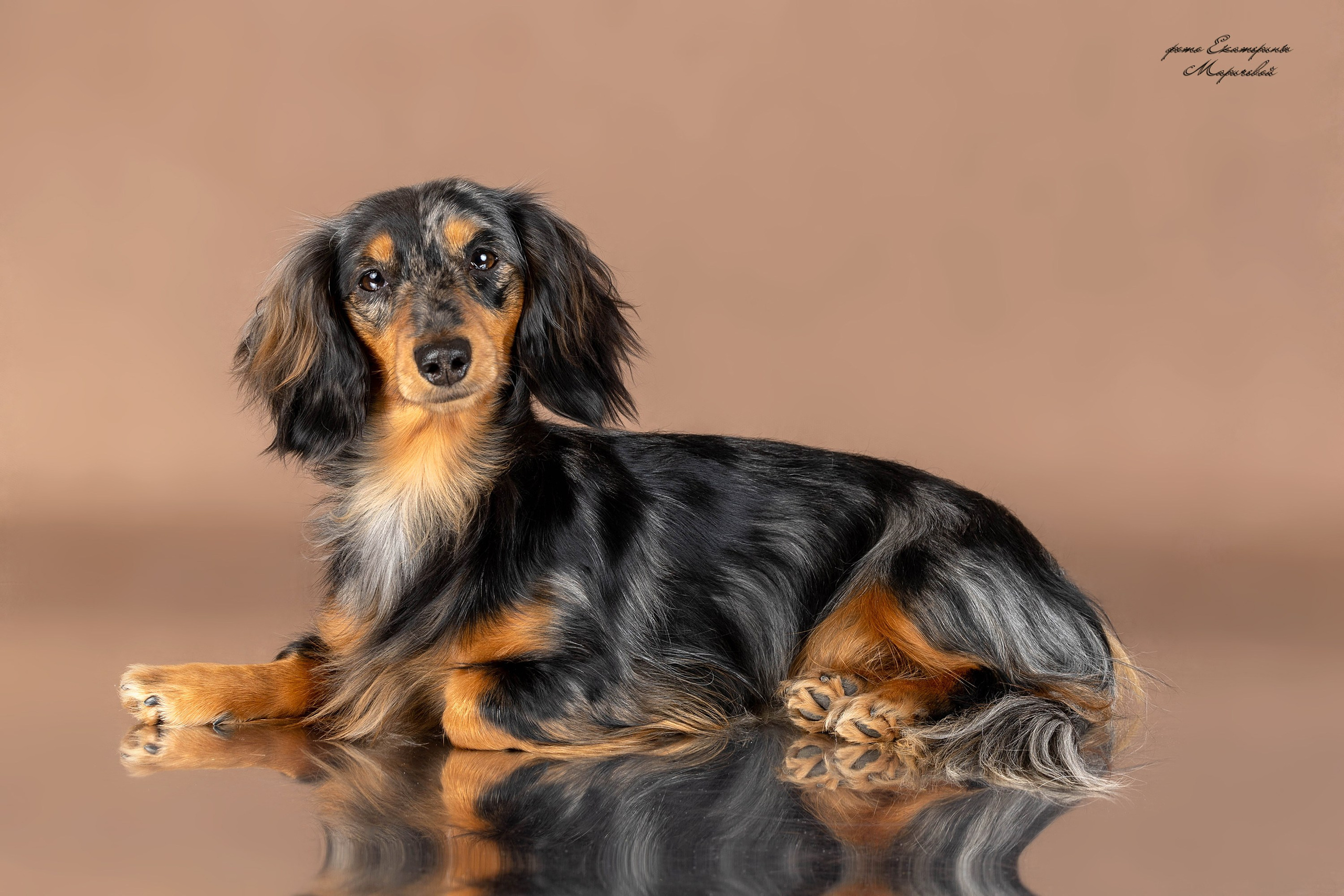 Стендовая съёмка на выставках собак. Фотограф-анималист в Омске Екатерина Маричева