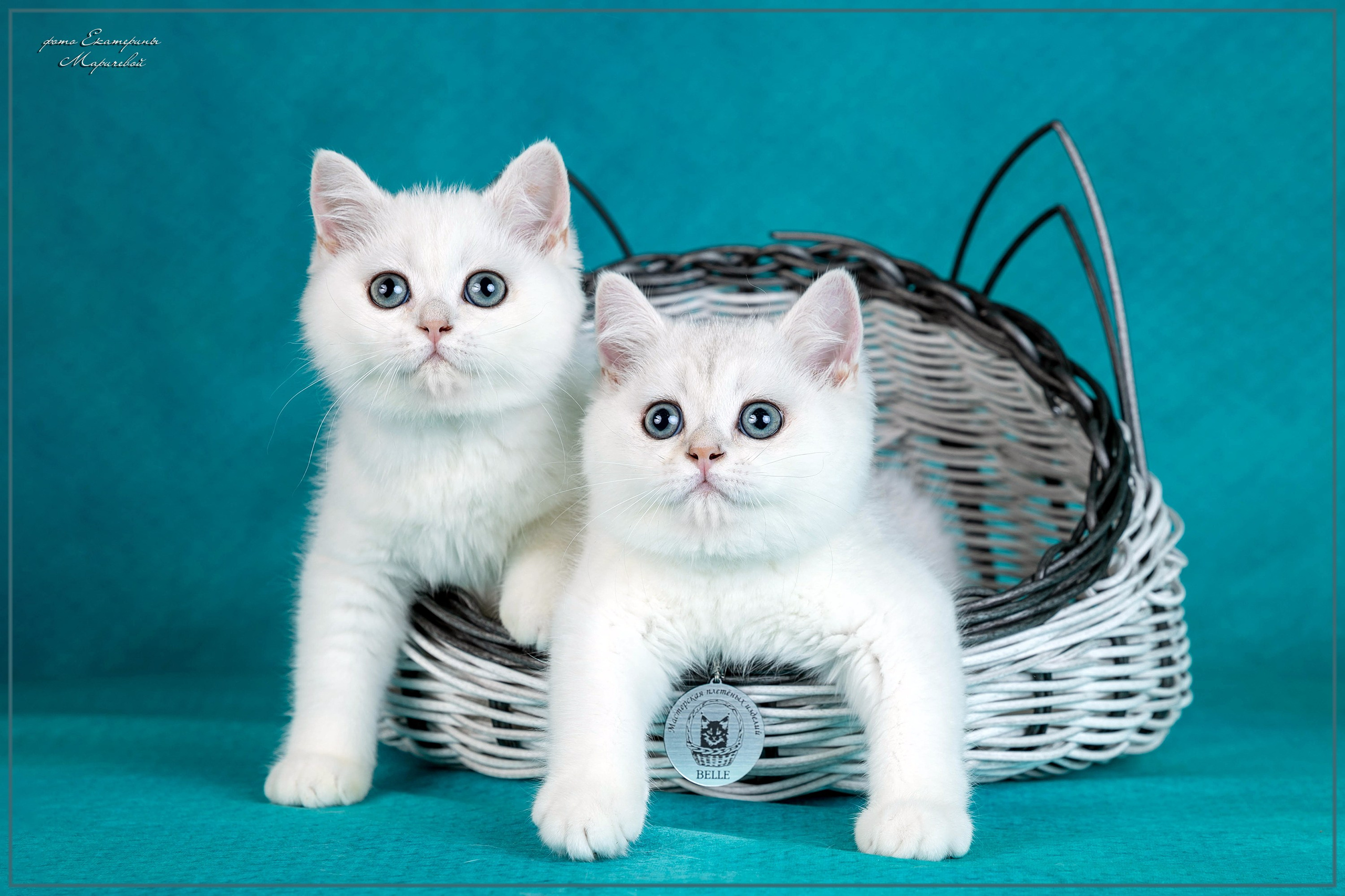 Стендовая съёмка на выставках кошек. Фотограф-анималист в Омске Екатерина Маричева
