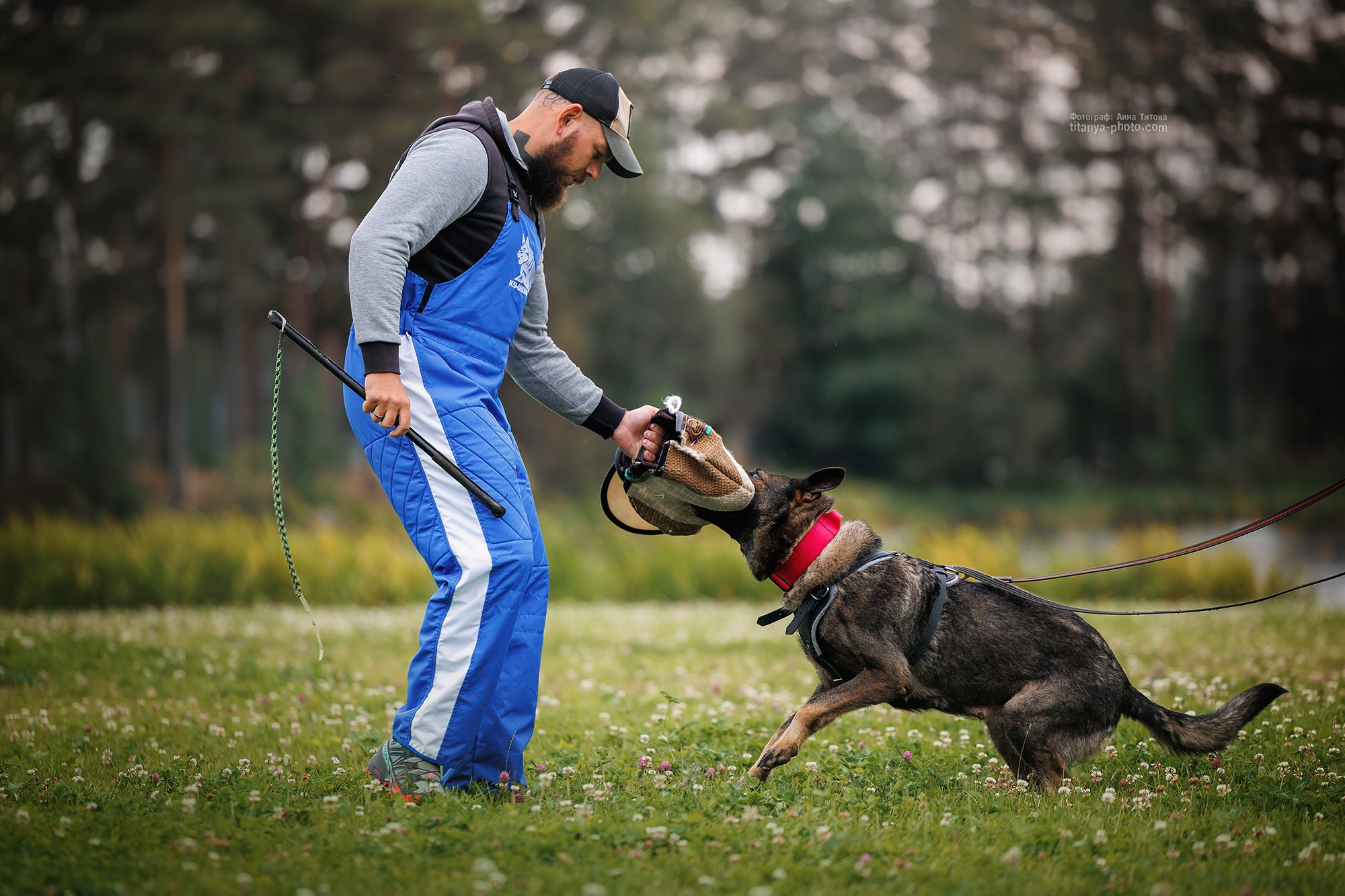 Тренировка по защите в питомнике немецких овчарок «Легенда Волги». Фотограф собак, фотограф-анималист Аня Титова (Titanya). Москва