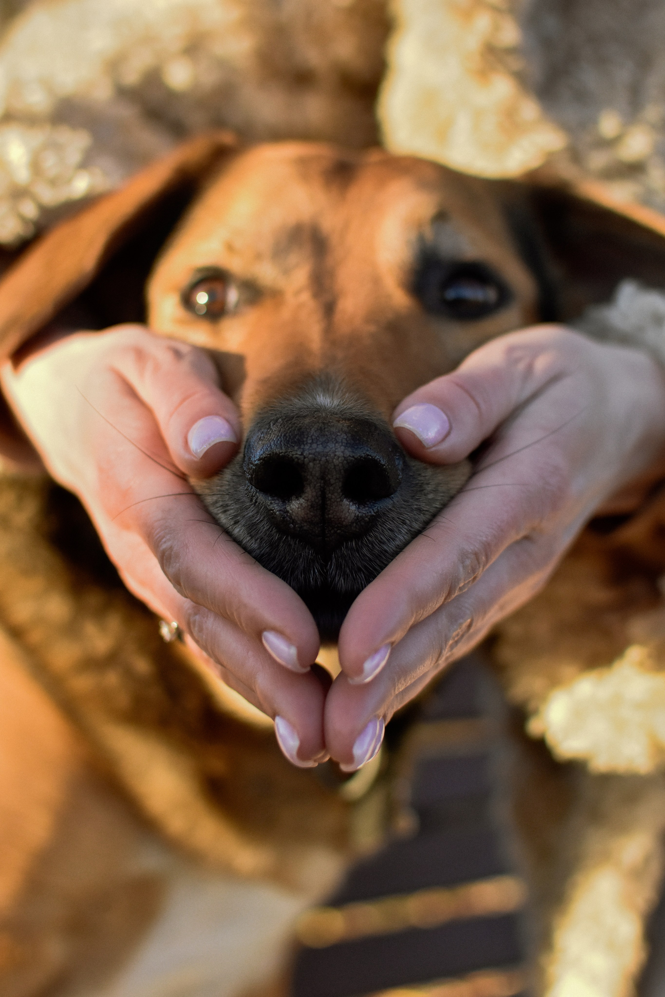 Ричард и Алёна. Фотограф-анималист Ксения Шевцова|Москва
