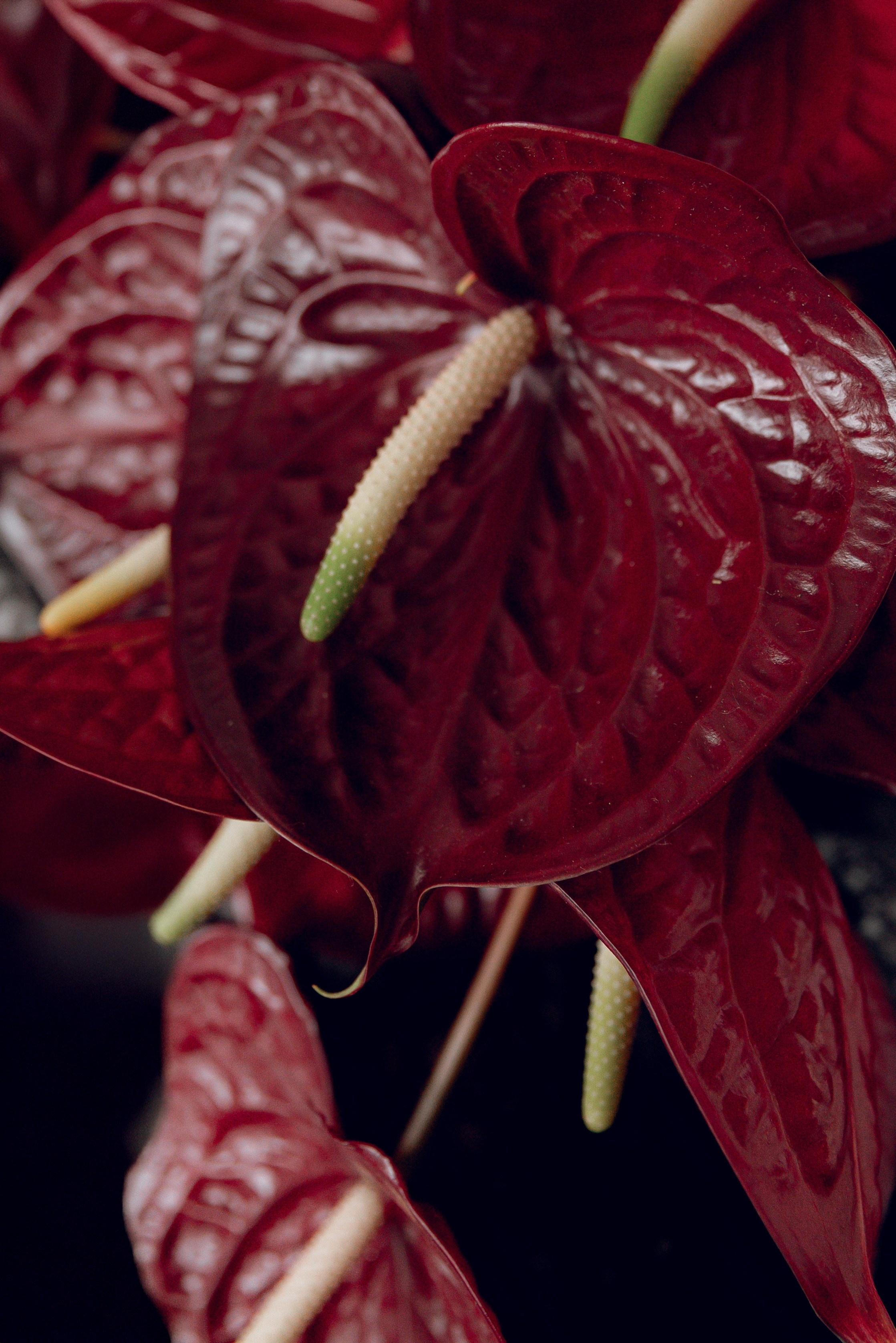 Никита & Елизавета. Свадебный фотограф Казань| Фотограф Казань Зевакина Анастасия