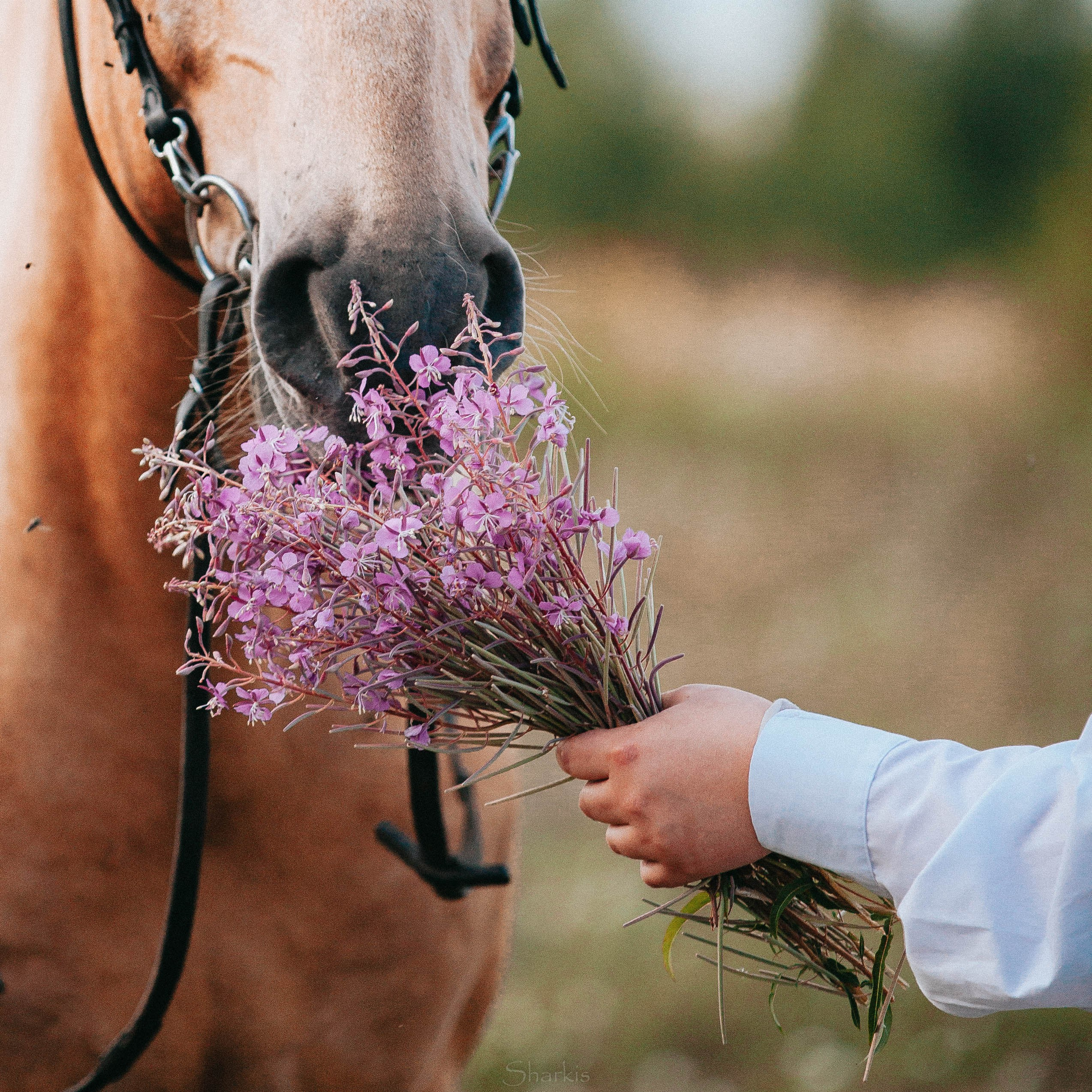 Алина и Гешефт. Главная