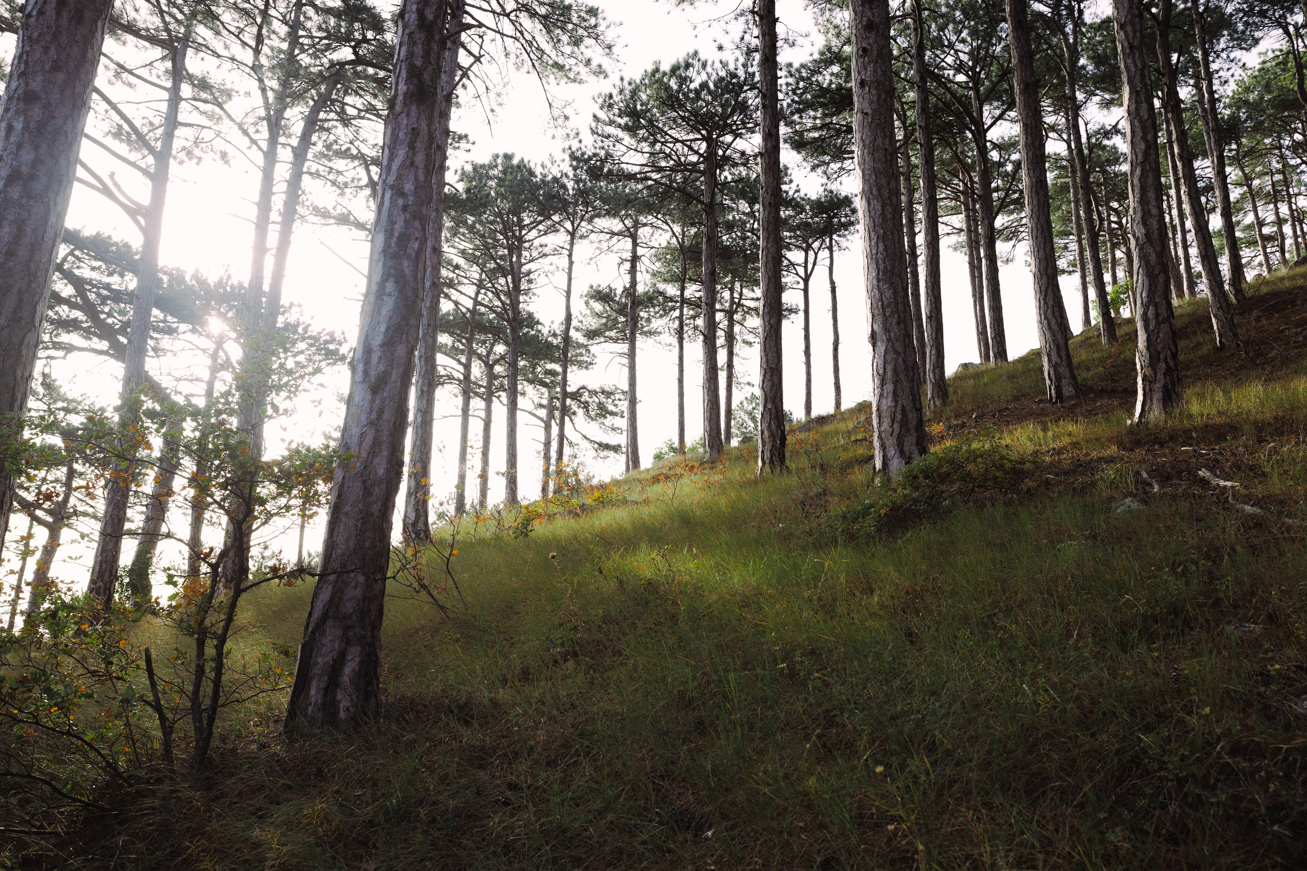 Nature. Артем Корнев Фотограф