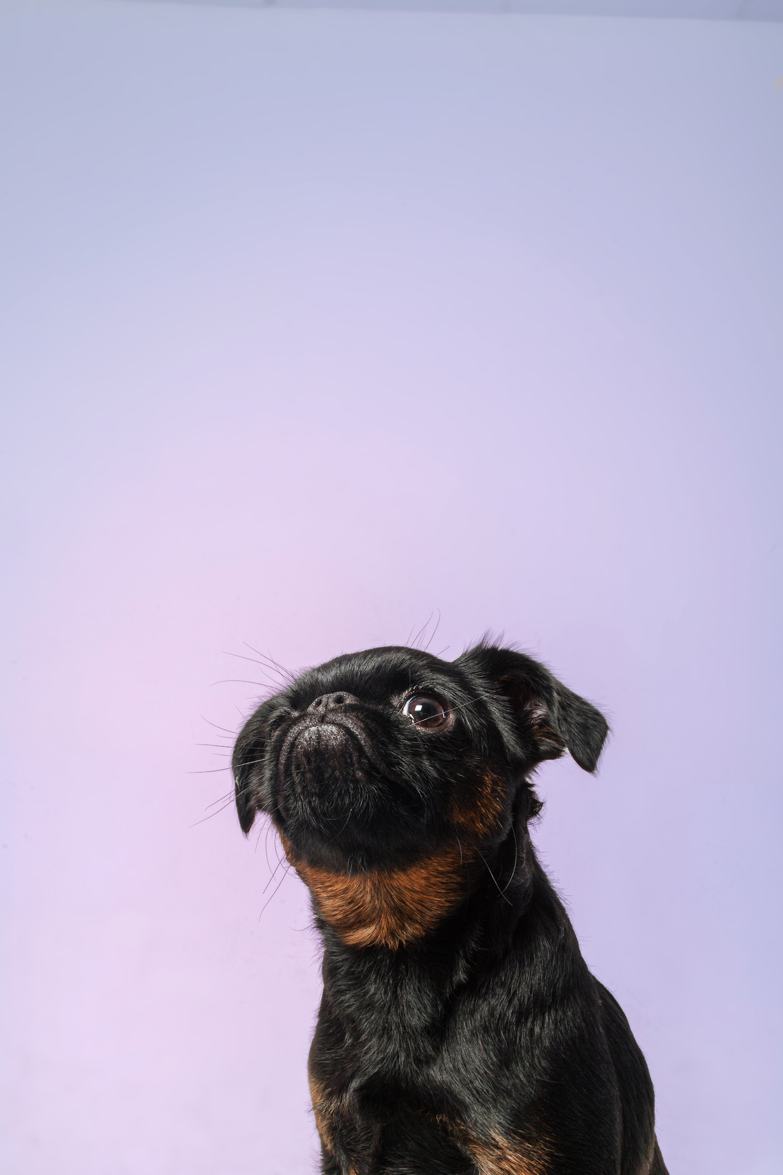 Студийная фотосессия с цветным светом. Фотограф-анималист Татьяна Степанова