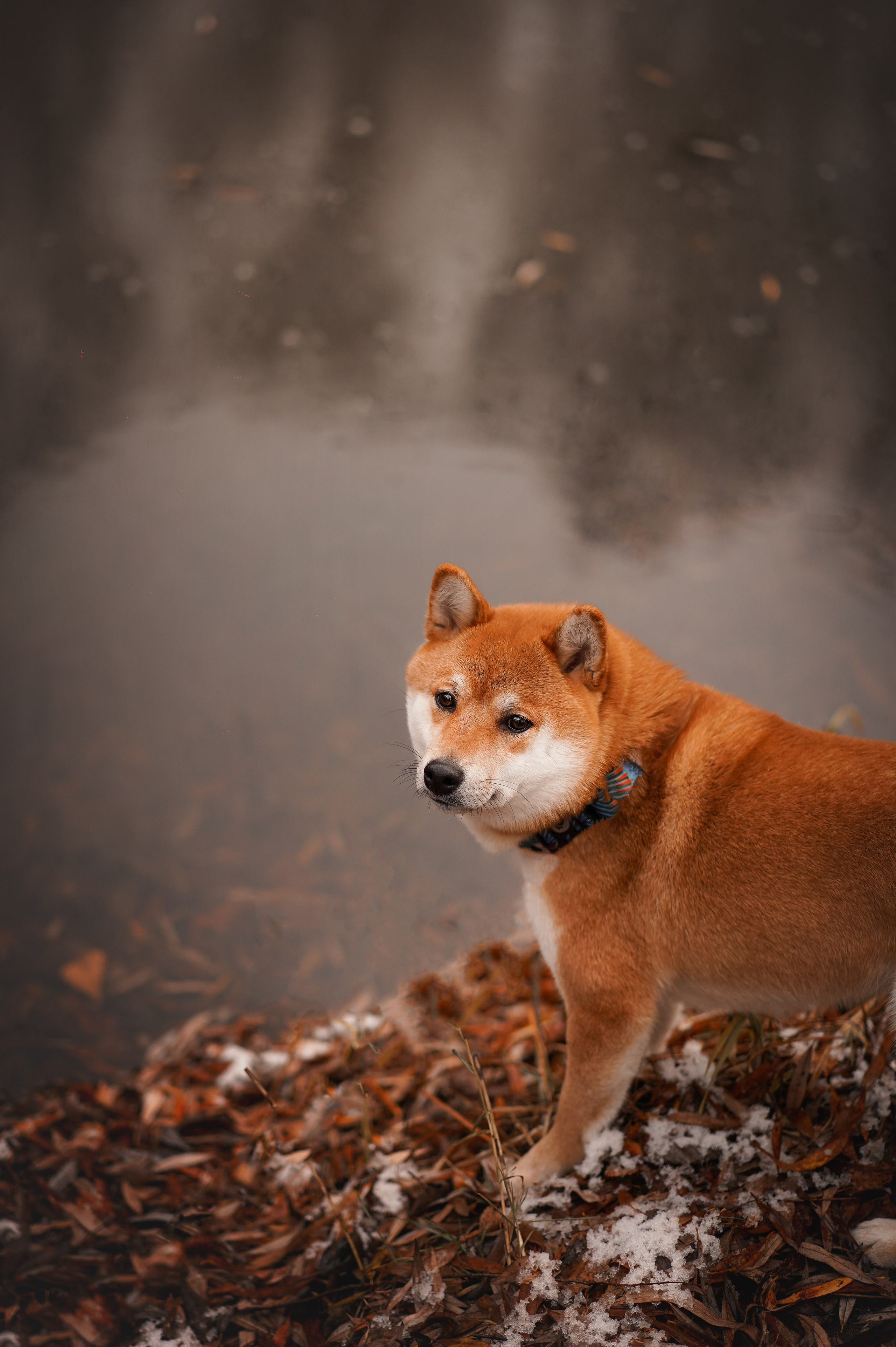 Алина и Юми. Фотограф-анималист в Санкт-Петербурге Яна Мартынова