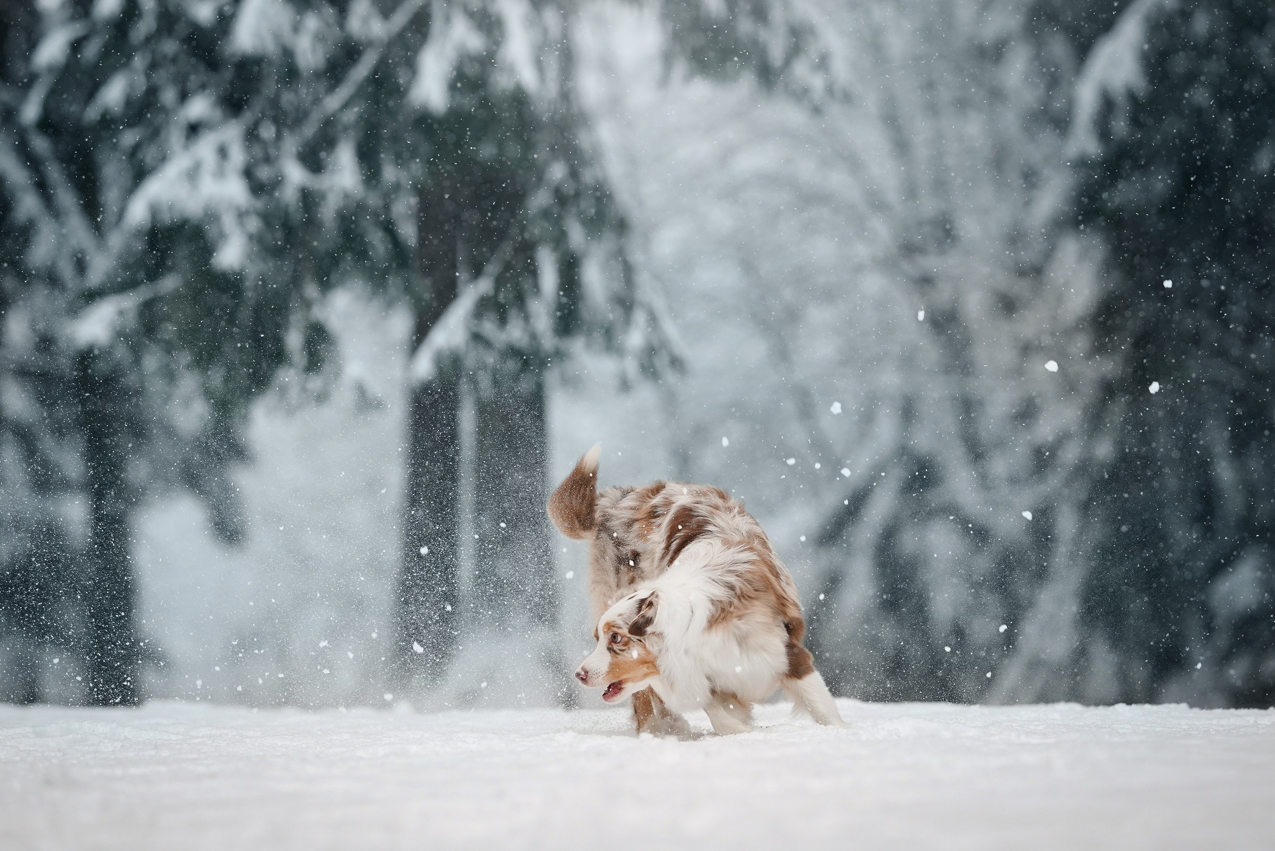 Панда. Фотограф-анималист в Санкт-Петербурге Яна Мартынова