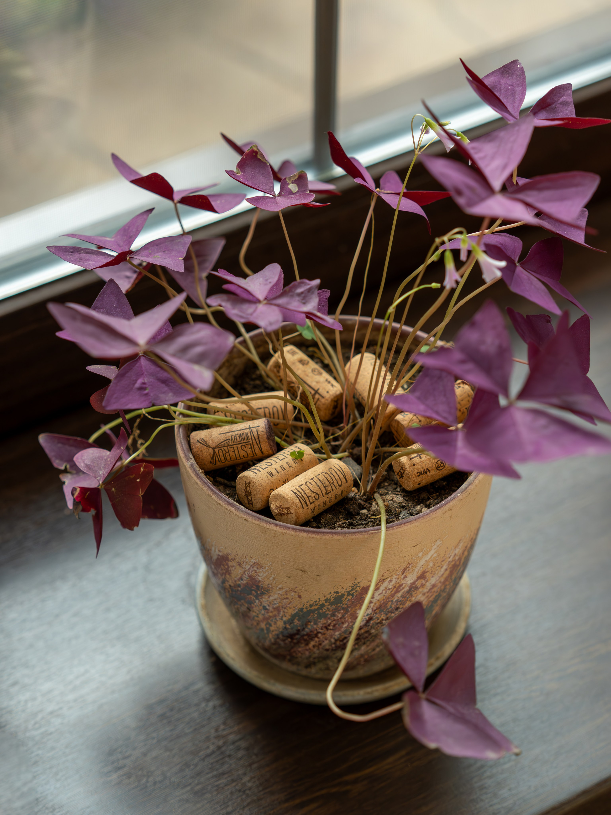 Литературная мастерская с Ольгой Шутовой в «Винотеррии». Репортажный фотограф в Красной Поляне и Сочи Павлюченко Екатерина