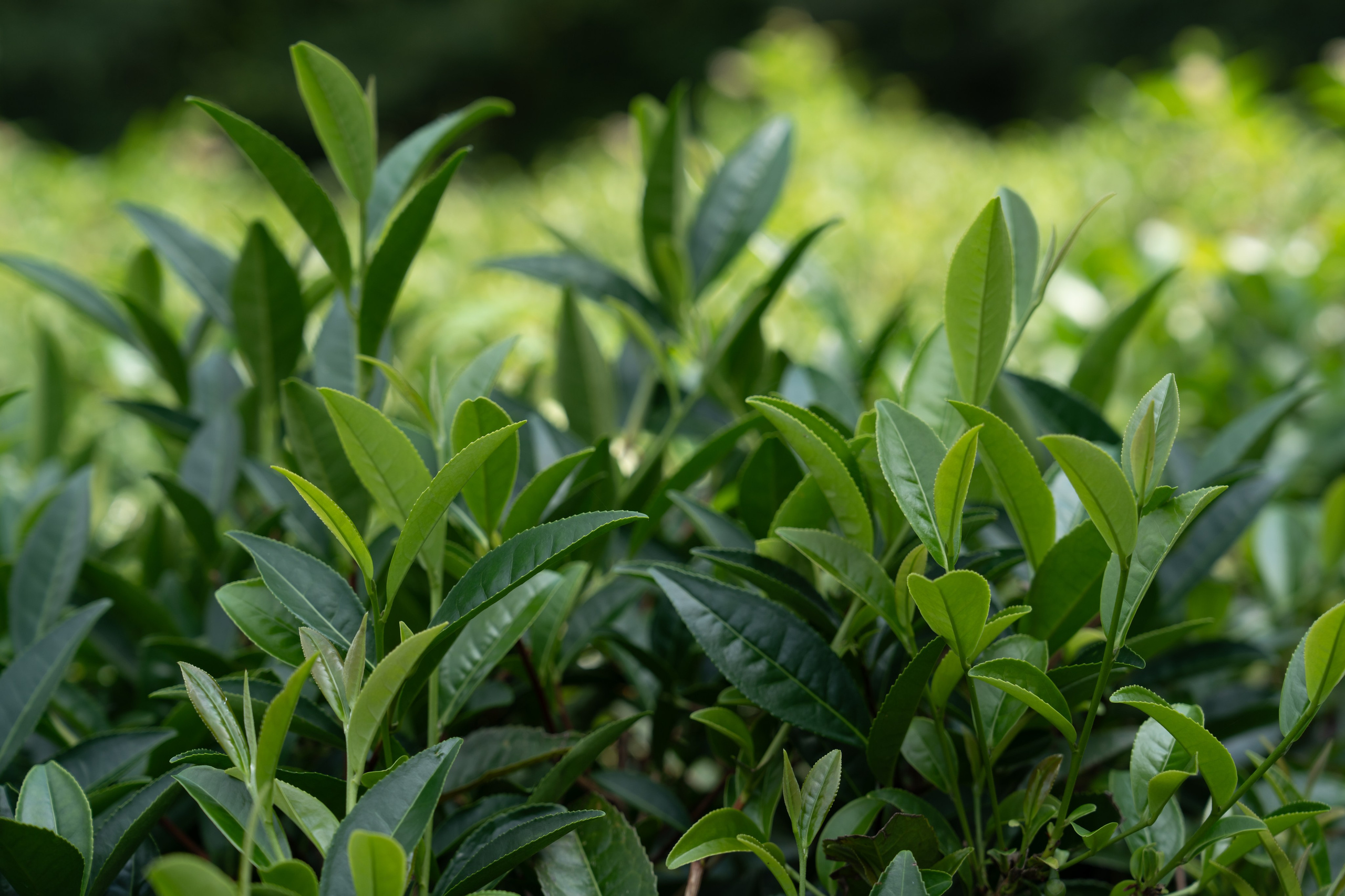 Яндекс.Еда — Сочинский чай. Репортажный фотограф в Красной Поляне и Сочи Павлюченко Екатерина