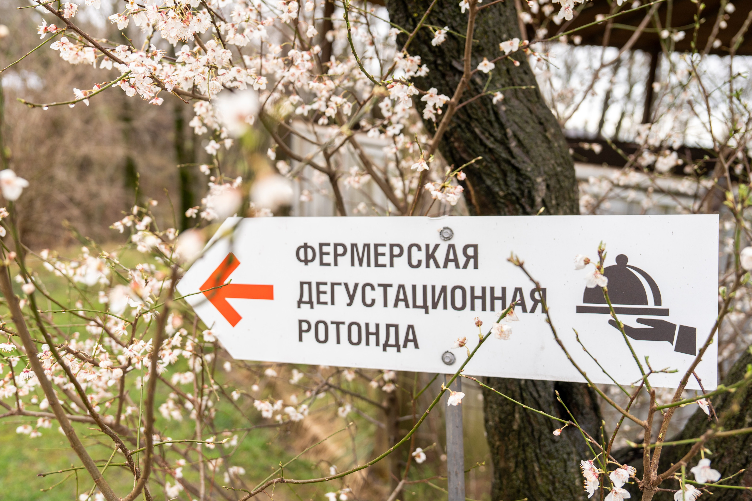 MICE мероприятие на ферме Экзархо. Репортажный фотограф в Красной Поляне и Сочи Павлюченко Екатерина