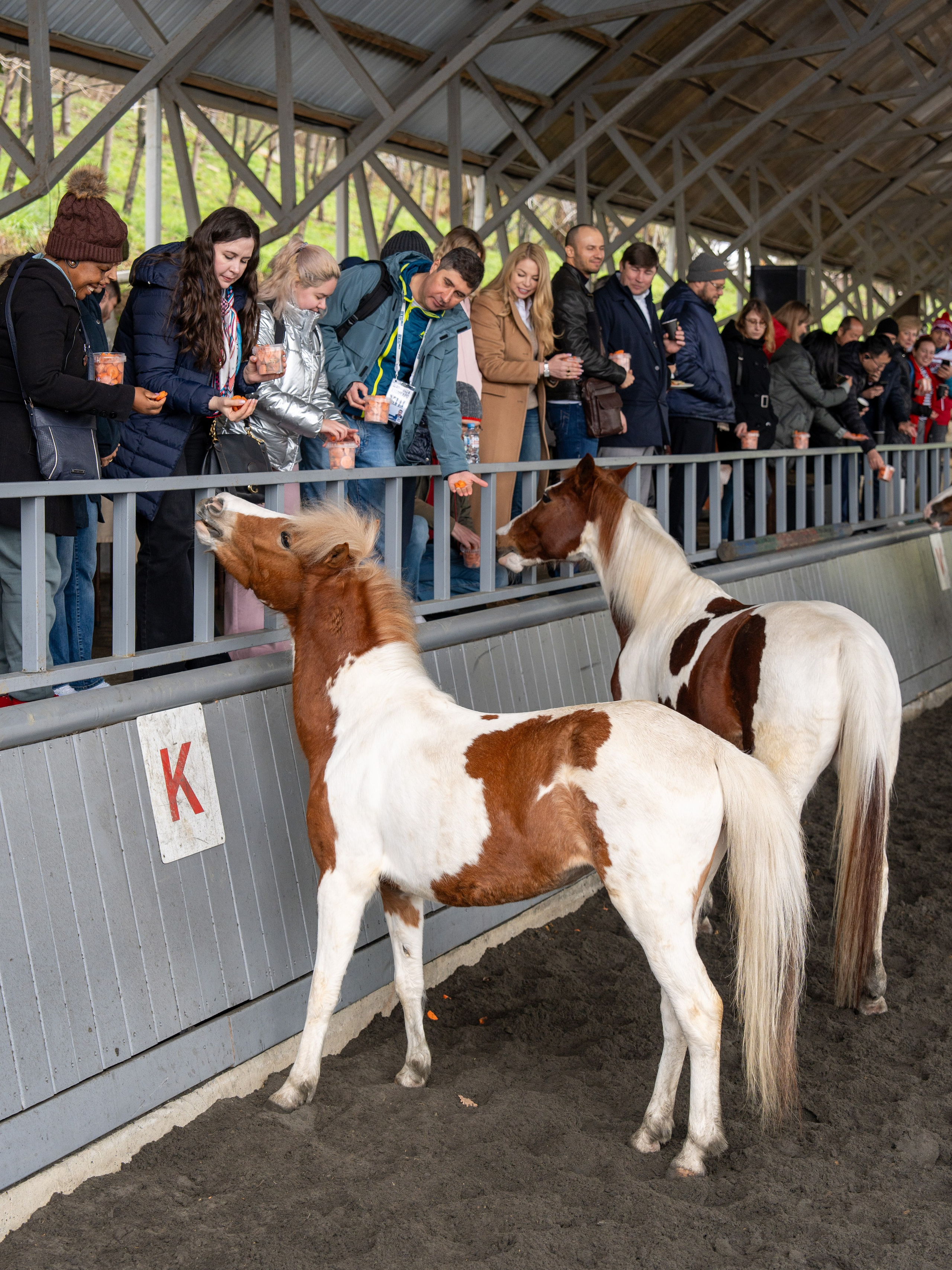 MICE мероприятие на ферме Экзархо. Репортажный фотограф в Красной Поляне и Сочи Павлюченко Екатерина