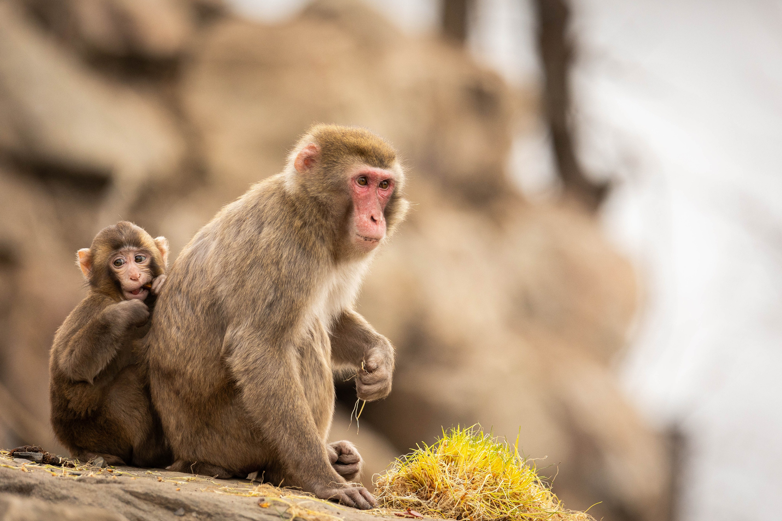 Парк Малинки 2026. Фотограф-АниМалист Анна Абрамова