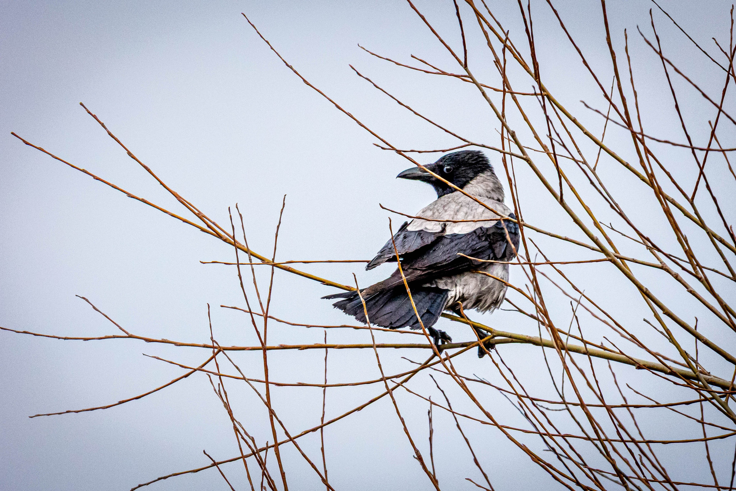 Дикий животный мир. Фотограф-АниМалист Анна Абрамова