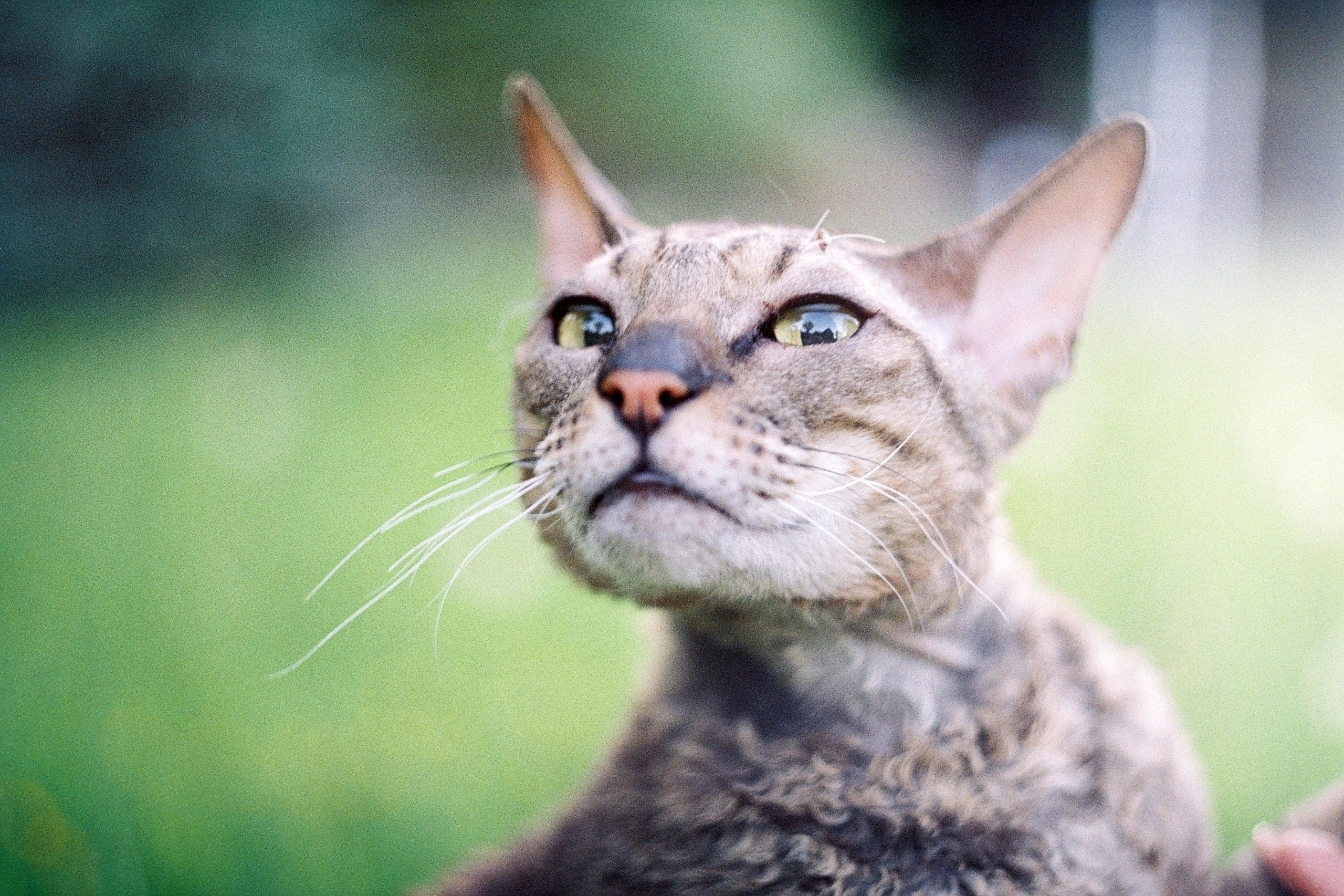 Hot blood. Междисциплинарный художник и режиссер София Меликова