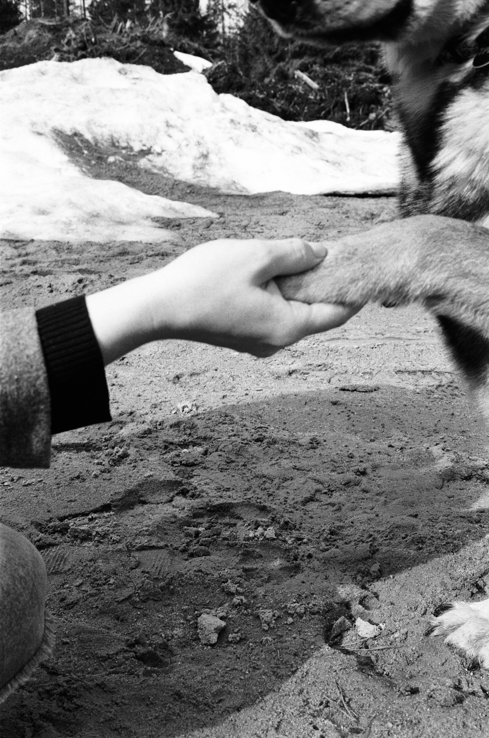 Three Comrades. Междисциплинарный художник и режиссер София Меликова