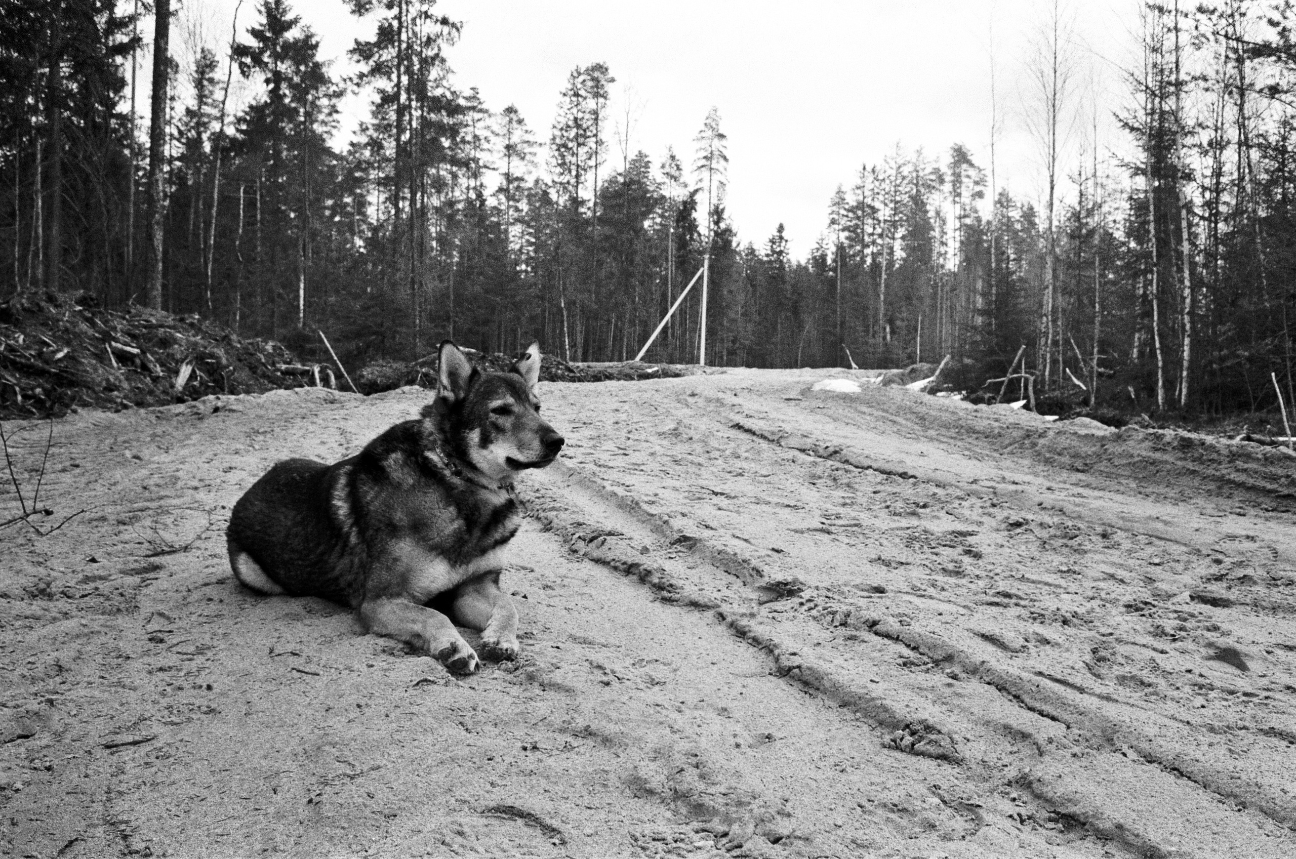 Three Comrades. Междисциплинарный художник и режиссер София Меликова
