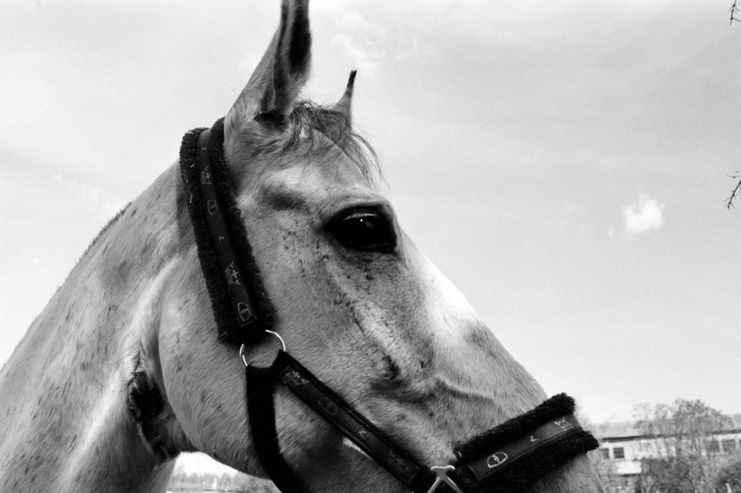 Friendship for Salvation. Междисциплинарный художник и режиссер София Меликова